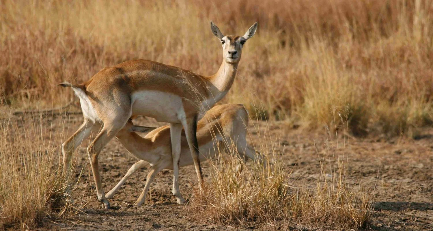 Explore Sasan Gir with Somnath Dwarka Tour for 7 days with Panda Experiences and discover unforgettable experiences - Photo 2