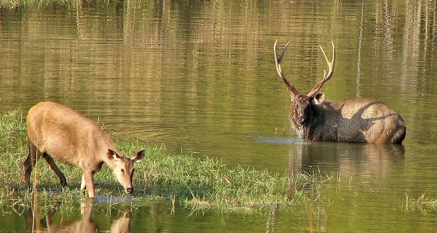 Explore India Tiger Photography Tour for 12 days with Panda Experiences and discover unforgettable experiences - Photo 2