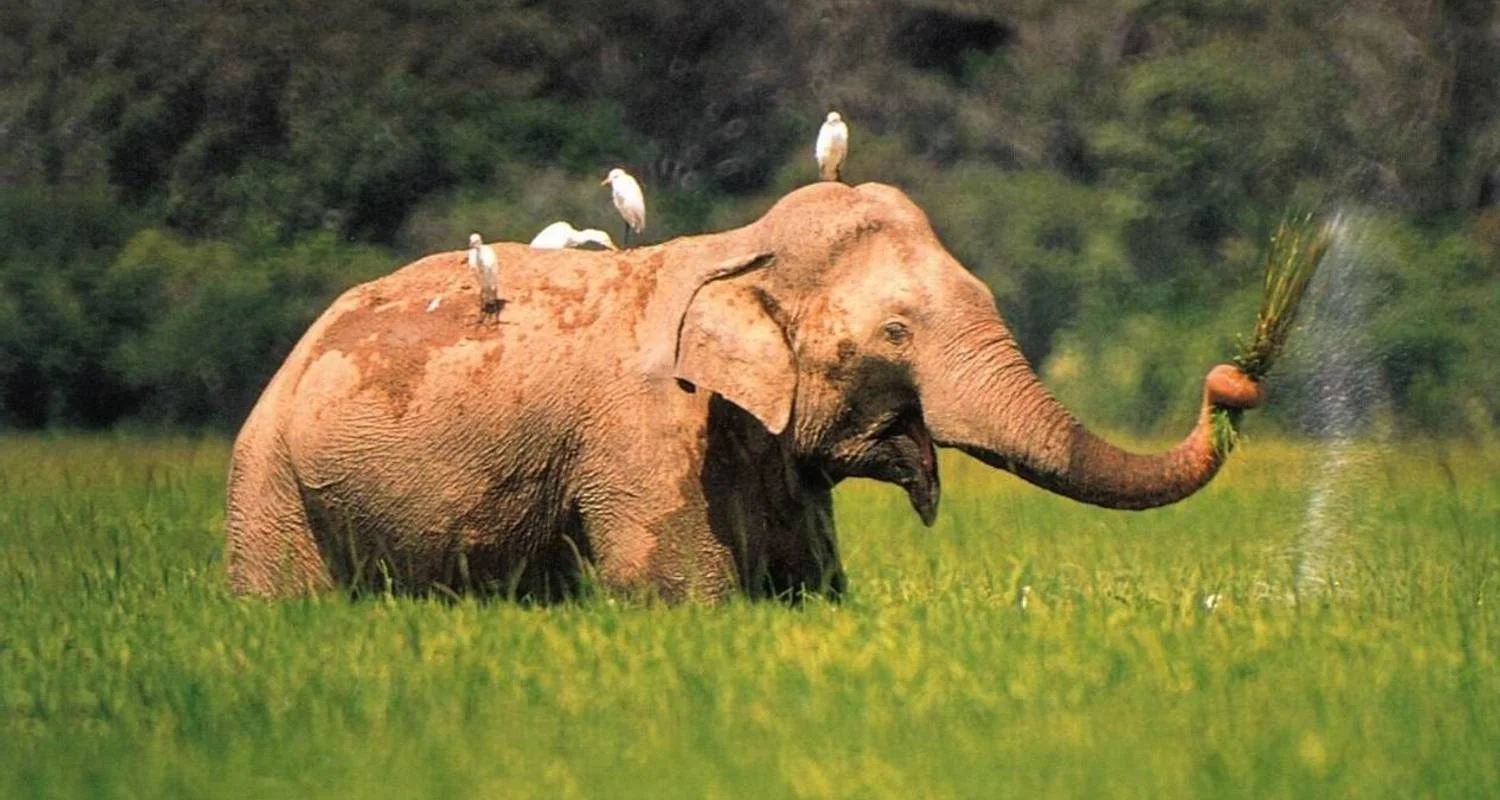 Explore Highlights of Sri Lanka for 14 days with Passage Holidays and discover unforgettable experiences - Photo 2