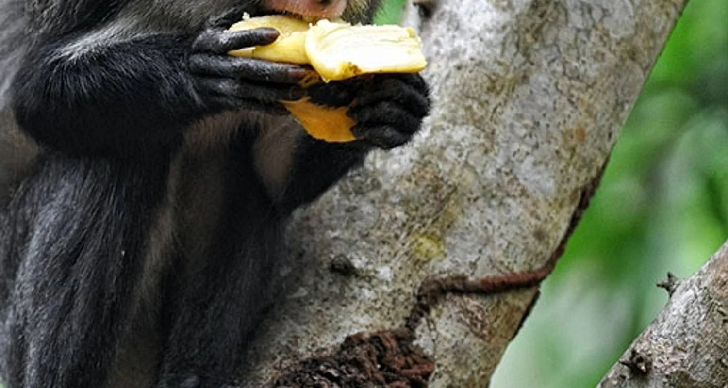 Explore Ghana, Togo, Benin - Voodoo and Tribal Festivals for 12 days with Penguin Travel and discover unforgettable experiences - Photo 2