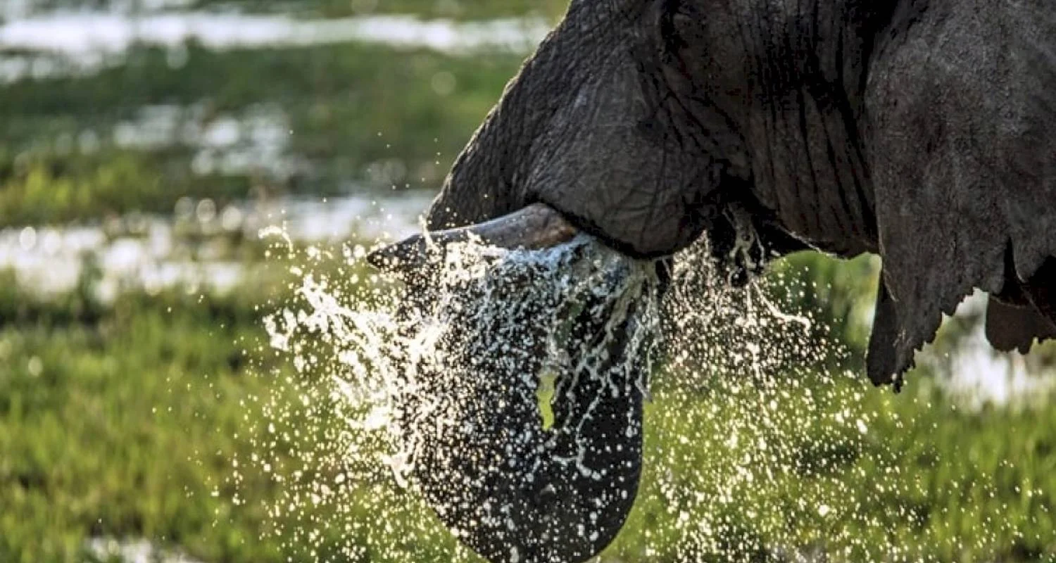 Explore 8 Days Kenya & Tanzania Group Camping Safari with Complimentary First Night Accommodation at After 40 Hotel and Free Airport Pick up. for 8 days with Perfect Wilderness Tours And Safaris and discover unforgettable experiences - Photo 2