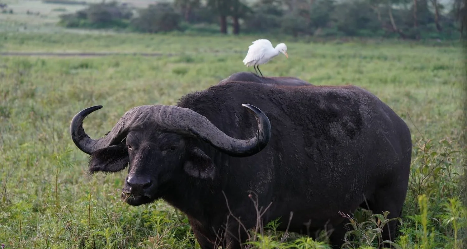 Explore 3 Days, 2 Nights Amboseli National Park From Nairobi with Complimentary Airport Pickup for 3 days with Perfect Wilderness Tours And Safaris and discover unforgettable experiences - Photo 2