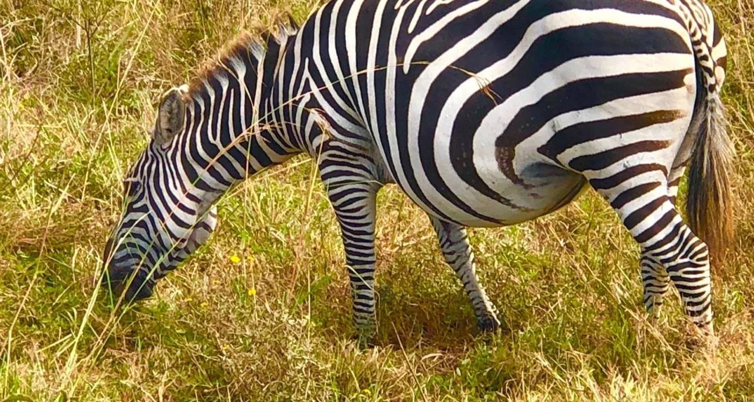 Explore Hot Air Balloon safari in Maasai Mara National Reserve with Bush Breakfast for 1 days with Perfect Wilderness Tours And Safaris and discover unforgettable experiences - Photo 2