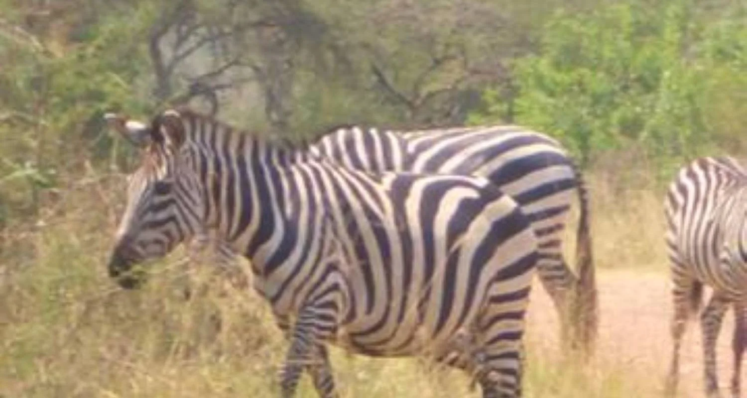 Explore 3 Days Gorilla Trekking Tour in Bwindi Forest Uganda – Flying option for 3 days with Perfect Wilderness Tours And Safaris and discover unforgettable experiences - Photo 2