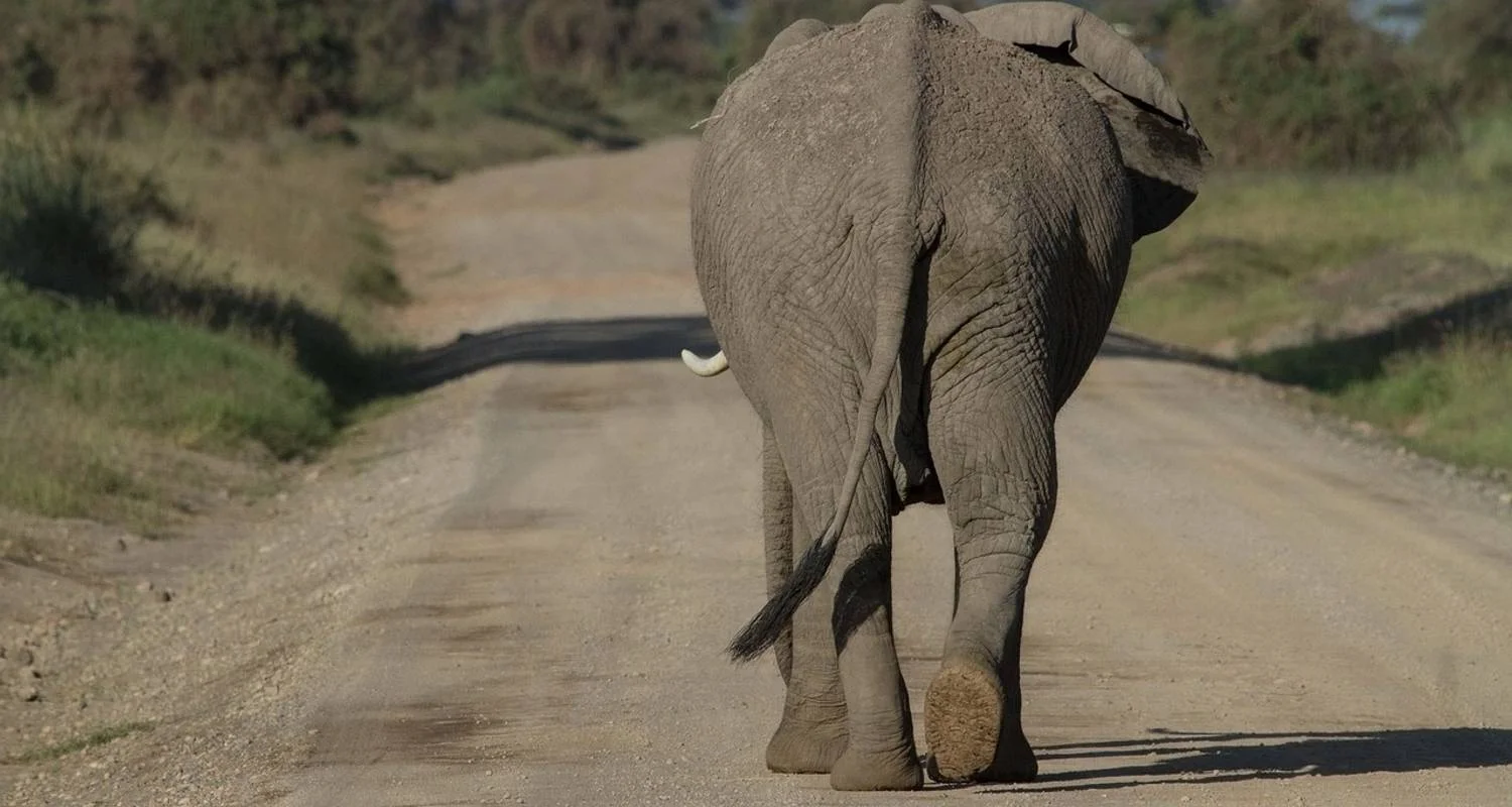 Explore 6 Days, 5 Nights Budget Safari To Masai Mara, Lake Nakuru And Amboseli for 6 days with Perfect Safari Africa tours and safaris and discover unforgettable experiences - Photo 2