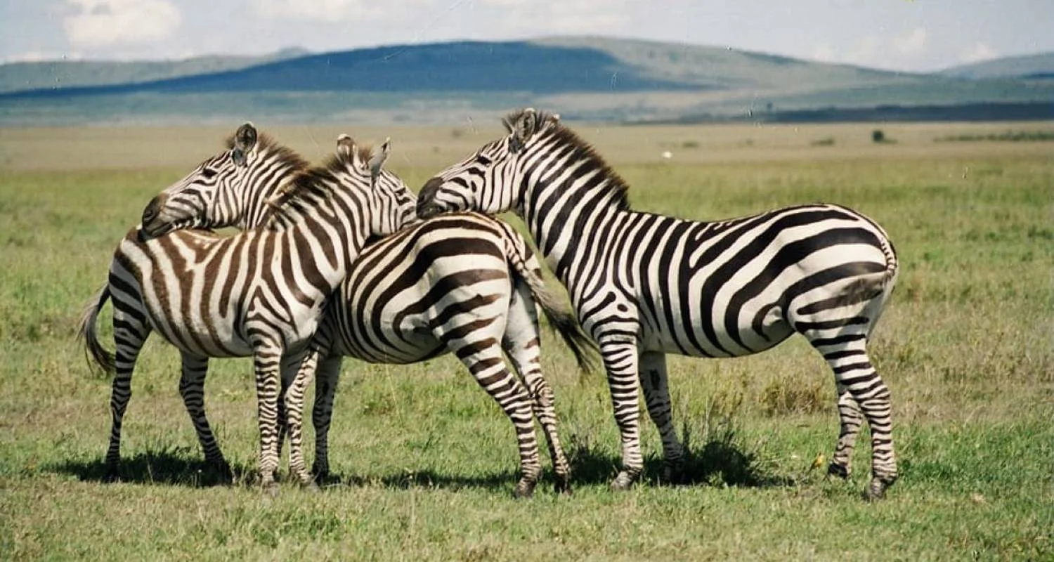 Explore 7 Days, 6 Nights Small Group Safari with Upgraded Accommodation to Masai Mara, Lake Nakuru, Lake Naivasha /Hell’s gate and Amboseli National Parks for 7 days with Perfect Safari Africa tours and safaris and discover unforgettable experiences - Photo 2