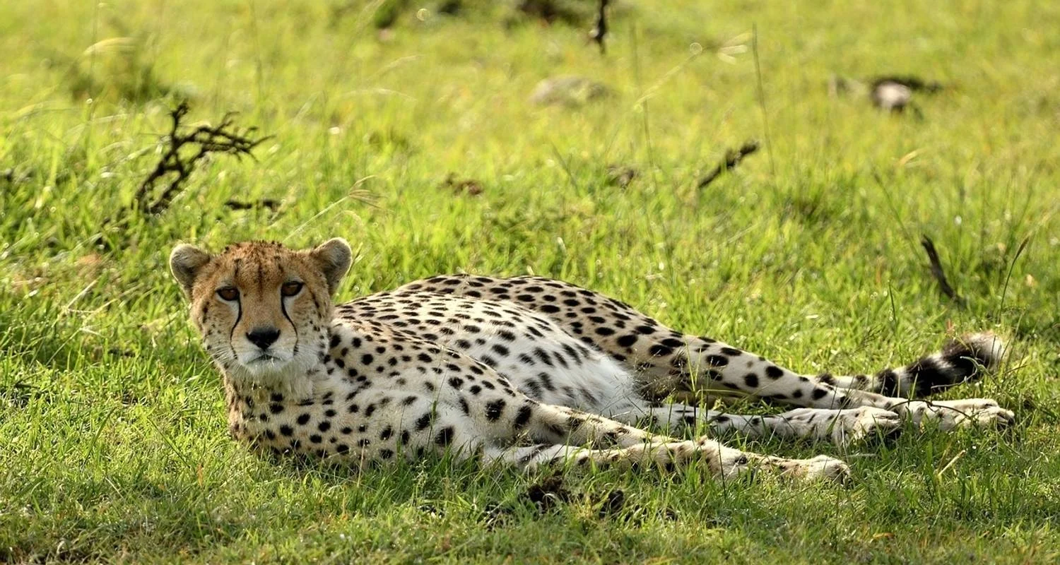 Explore 7 Days Amazing Safari To Masai Mara Nakuru Naivasha And Samburu Parks with a complimentary airport pick up with first night accommodation at After 40 hotel in Nairobi. for 7 days with Perfect Safari Africa tours and safaris and discover unforgettable experiences - Photo 2