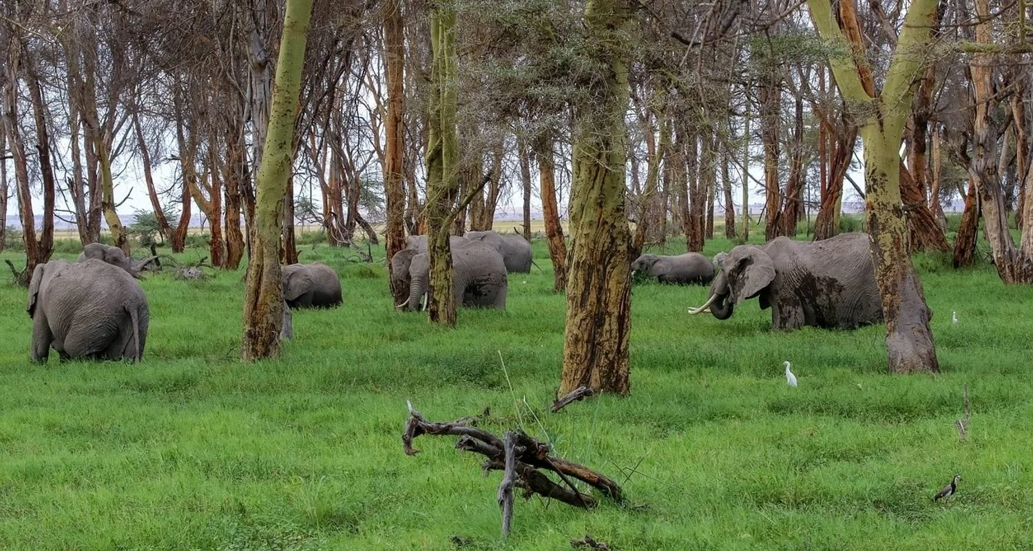 Explore 7 Days 6 Nights Budget Group Safari To Maasai Mara, Lake Nakuru, Naivasha and Amboseli Parks for 7 days with Perfect Safari Africa tours and safaris and discover unforgettable experiences - Photo 2