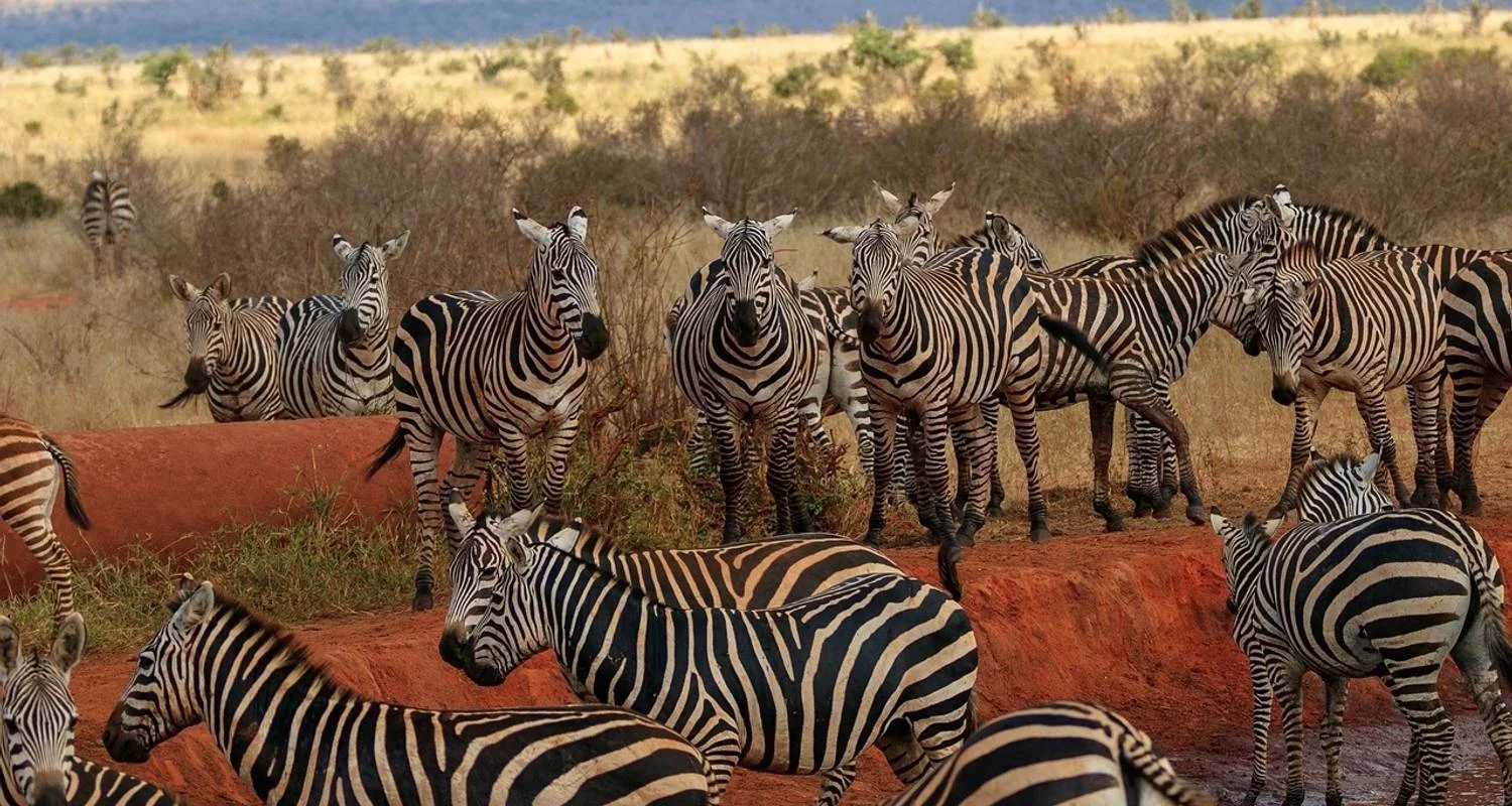 Explore 3 Days, 2 Nights Safari to tsavo National park from Nairobi for 3 days with Perfect Safari Africa tours and safaris and discover unforgettable experiences - Photo 2