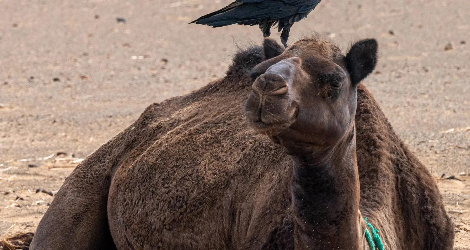 Explore 3 days  Desert excursion for 3 days with Perfectly Morocco Tours and discover unforgettable experiences - Photo 2