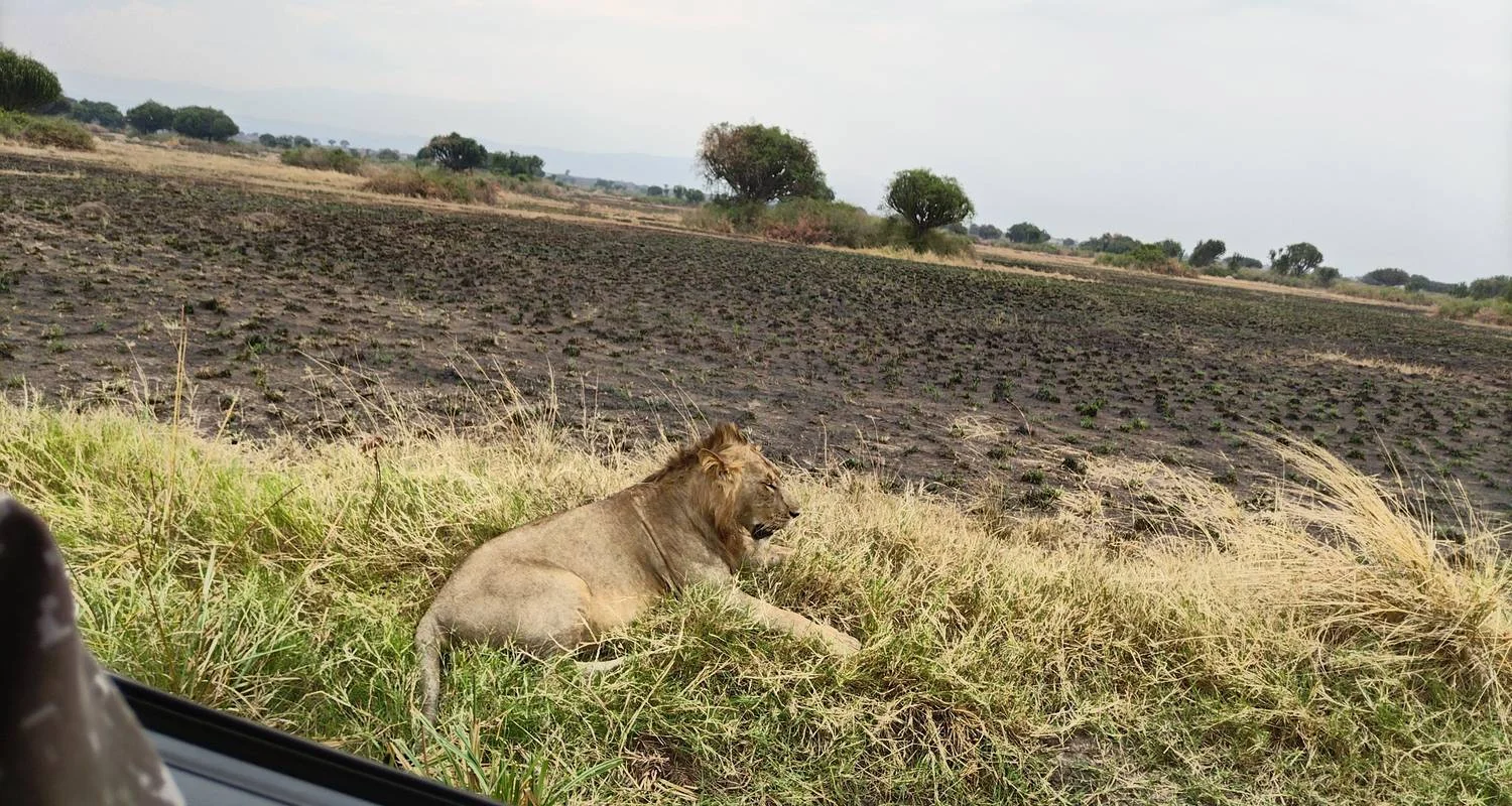 Explore 5 days Uganda Gorillas and Wildlife Safari for 5 days with Primate World Safaris (U) Ltd and discover unforgettable experiences - Photo 2