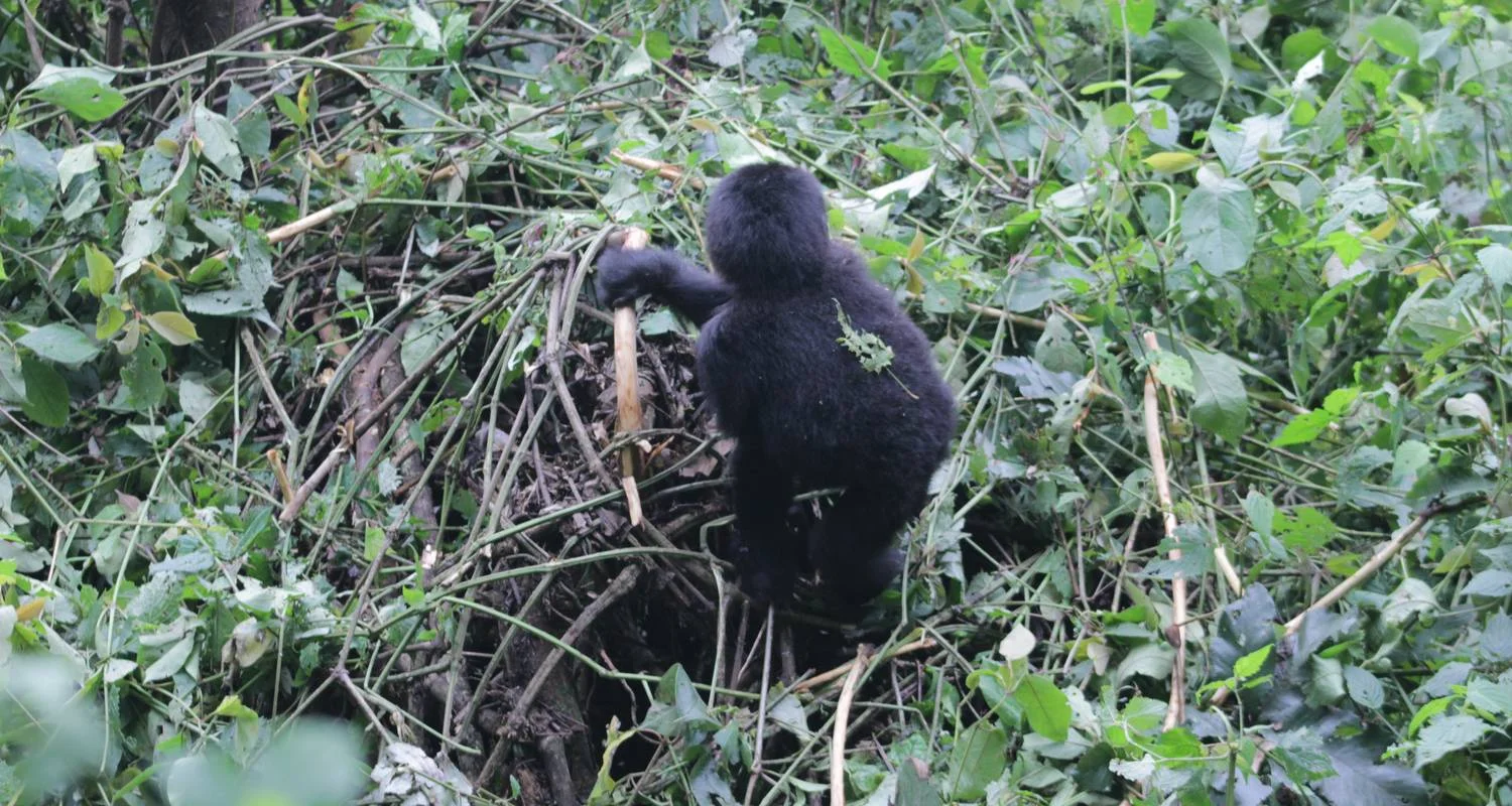 Explore 4 days Luxury Gorilla Tracking Safari by Road for 4 days with Primate World Safaris (U) Ltd and discover unforgettable experiences - Photo 2