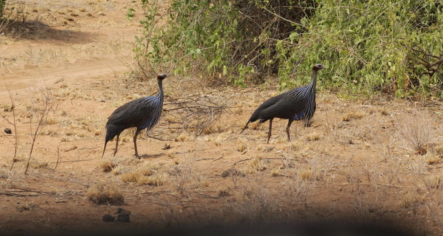 Explore 4 days Masai Mara Safari Express for 4 days with Primate World Safaris (U) Ltd and discover unforgettable experiences - Photo 2