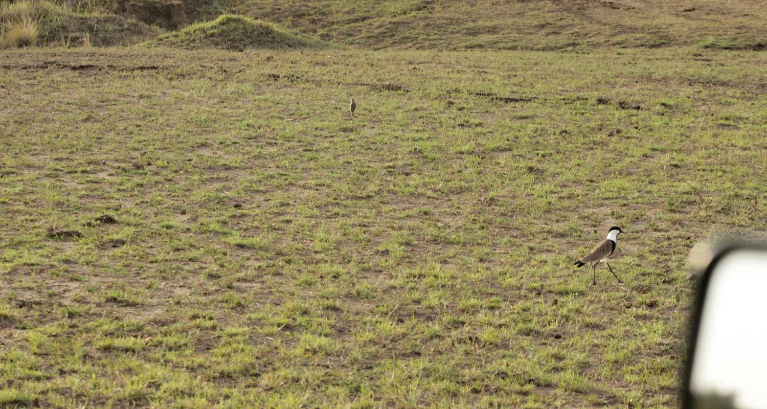 Explore 8 days Samburu & Masai Mara Safari for 8 days with Primate World Safaris (U) Ltd and discover unforgettable experiences - Photo 2