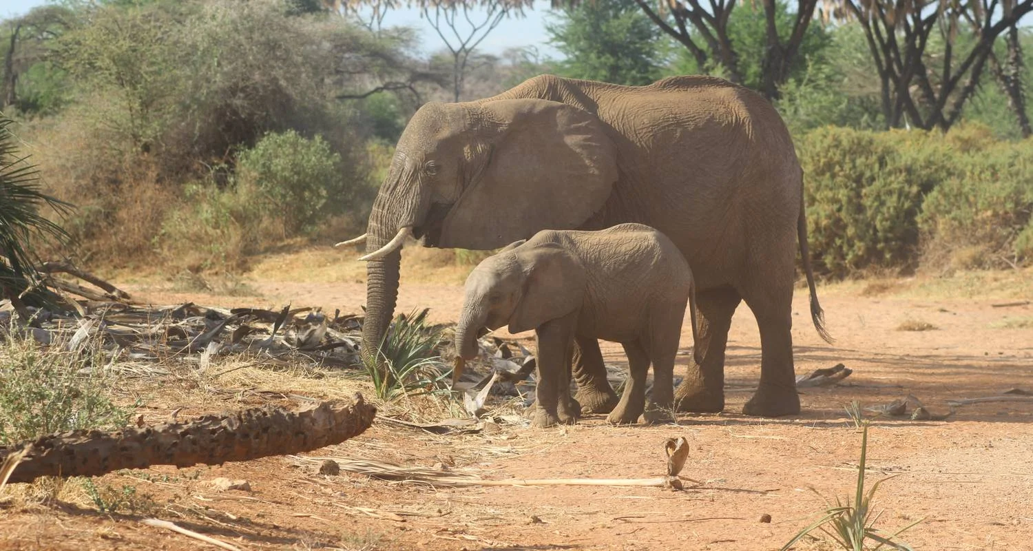 Explore 7 days Masai Mara Family Adventure for 7 days with Primate World Safaris (U) Ltd and discover unforgettable experiences - Photo 2