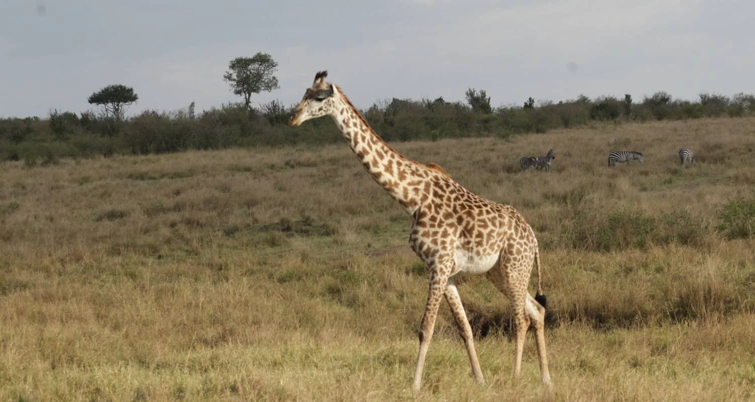 Explore 7 days Ngorongoro and Serengeti Explorer Luxury Safari for 7 days with Primate World Safaris (U) Ltd and discover unforgettable experiences - Photo 2