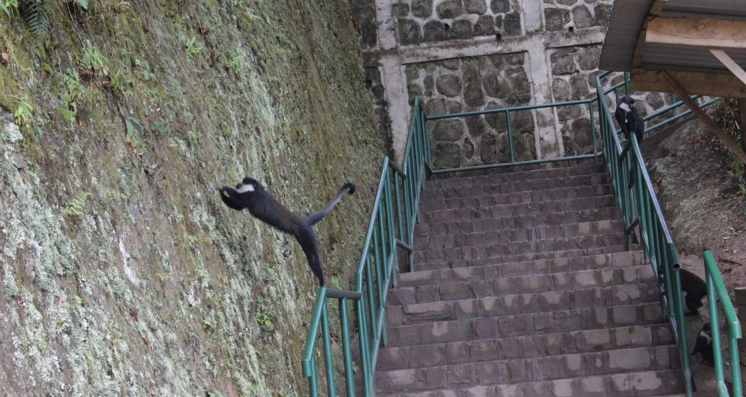 Explore 10 days Classic Rwanda Safari for 10 days with Primate World Safaris (U) Ltd and discover unforgettable experiences - Photo 2