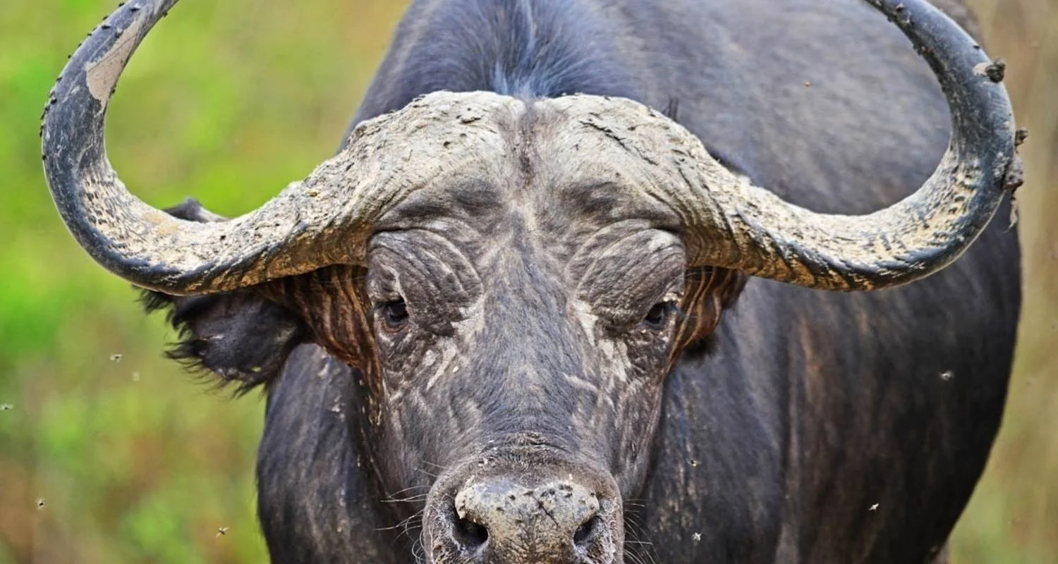 Explore 14 days Ultimate Uganda Luxury Safari for 14 days with Primate World Safaris (U) Ltd and discover unforgettable experiences - Photo 2