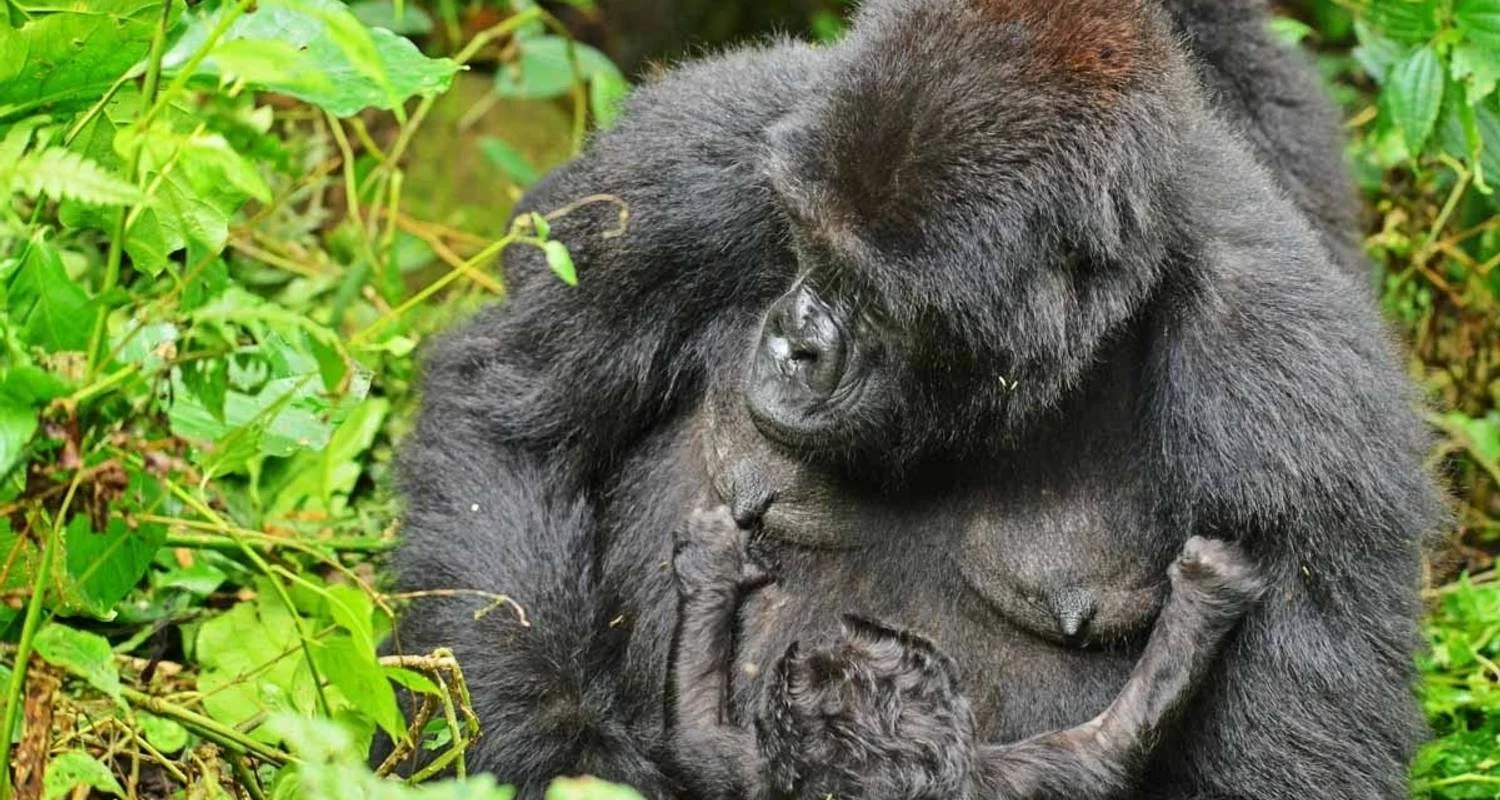 Explore 3 Days Rwanda Gorilla Trekking Safari. for 3 days with Primate World Safaris (U) Ltd and discover unforgettable experiences - Photo 2