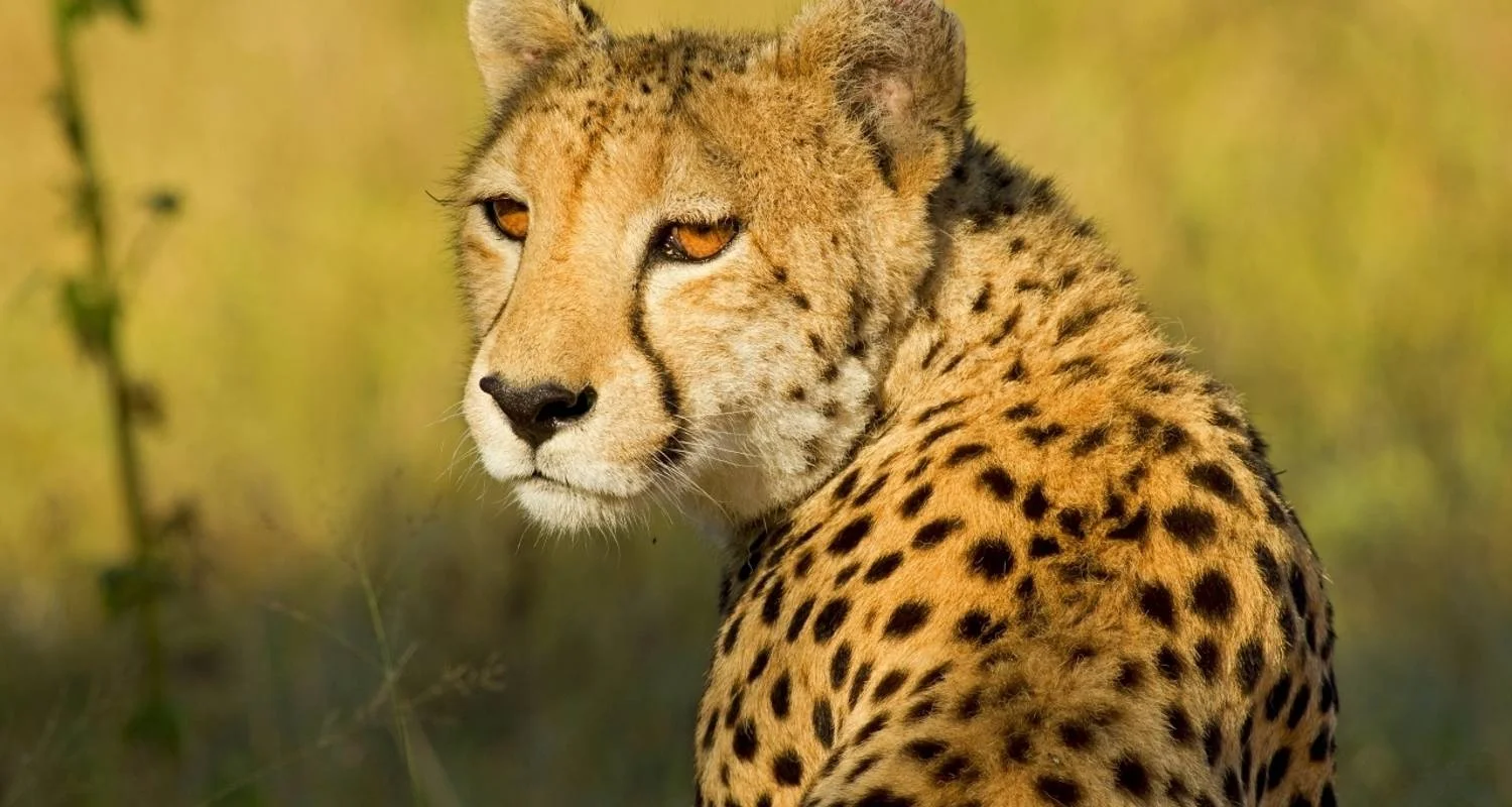 Explore Safari to the Shimba Hills, Ngutuni & Salt Lick, Short Break (On Request) for 3 days with Prime Safaris and discover unforgettable experiences - Photo 2