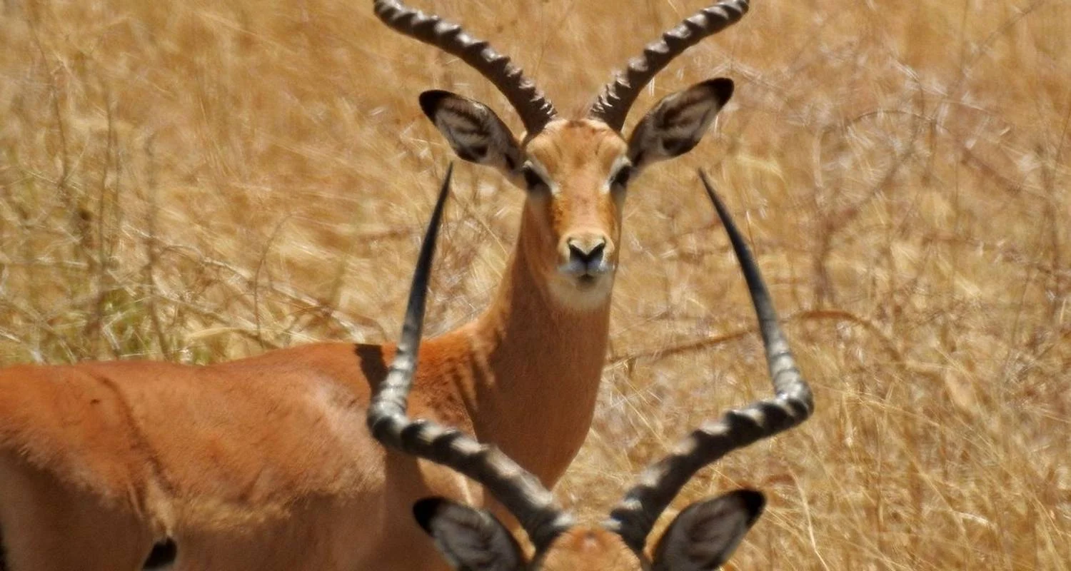 Explore Premium Luxury Tanzania Safari Experience: Explore Africa in 4 Days for 4 days with Professional Safari Africa and discover unforgettable experiences - Photo 2