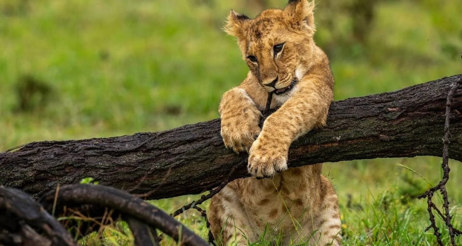 Explore 3-Day Zanzibar to Arusha, Road Transfer to Serengeti for 3 days with Professional Safari Africa and discover unforgettable experiences - Photo 2