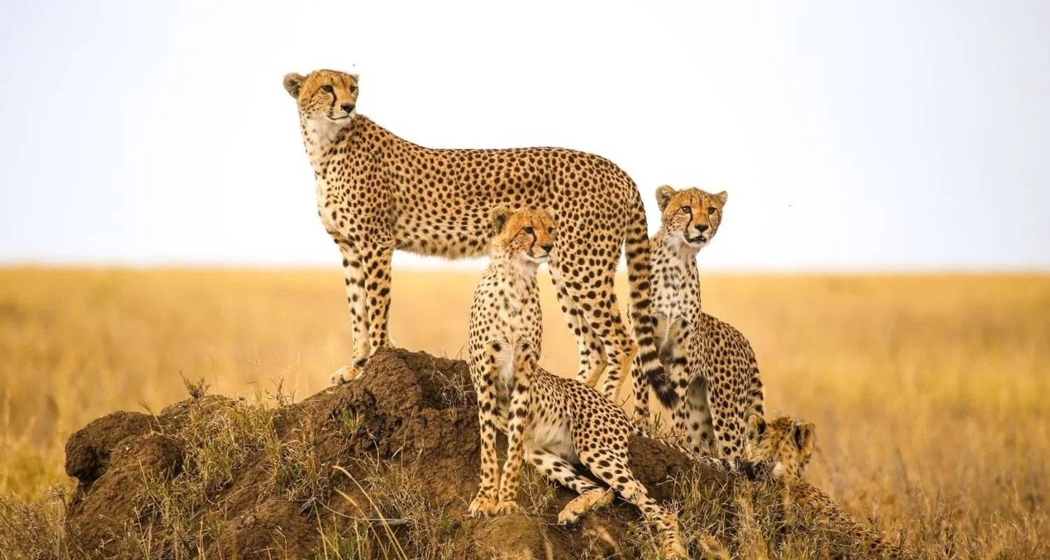 Explore Big Five, Tarangire, Ngorongoro, Serengeti & More for 7 days with Professional Safari Africa and discover unforgettable experiences - Photo 2