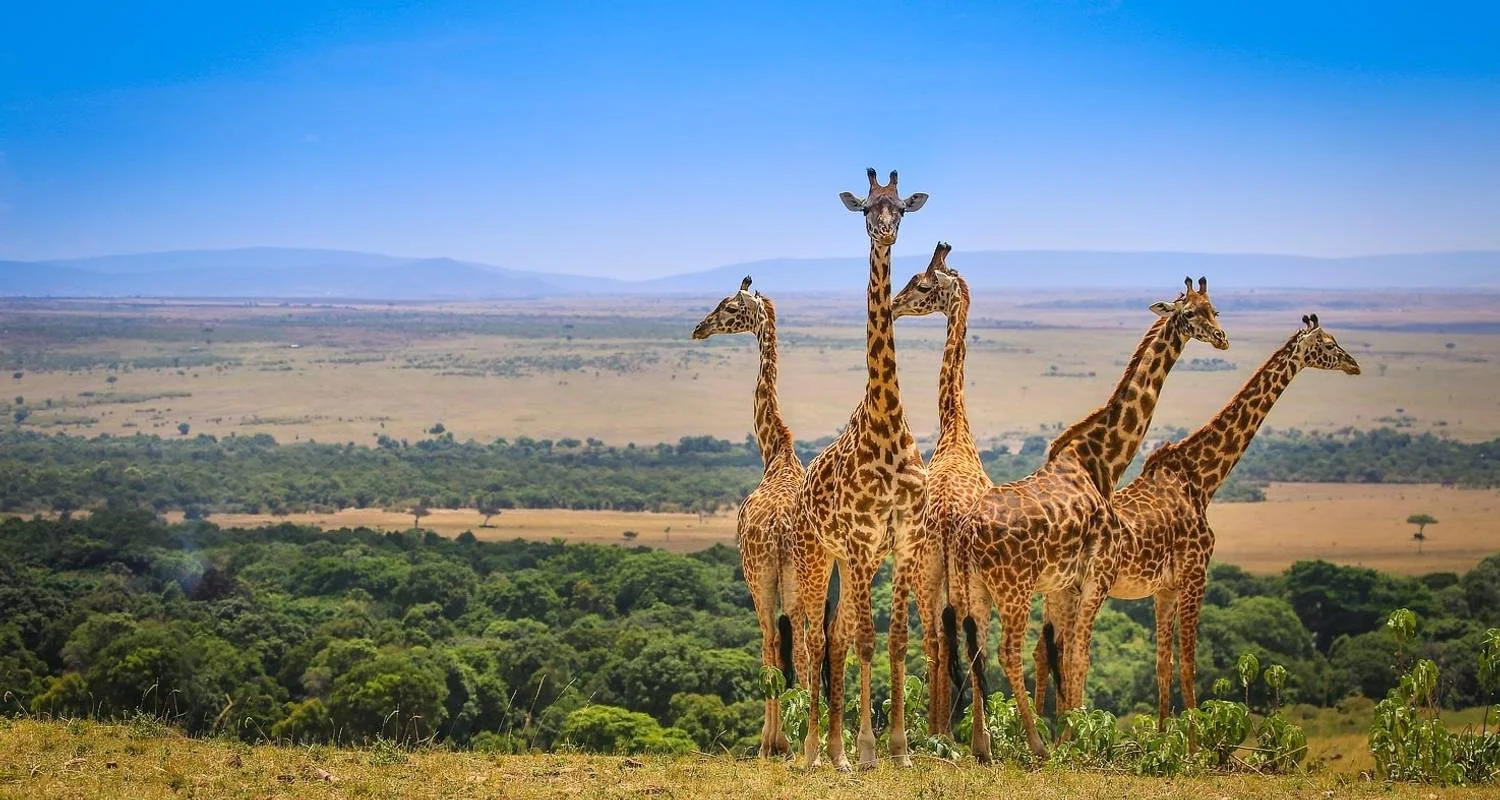 Explore Safari & Beach Escape, The Ultimate Kenya & Tanzania Adventure for 12 days with Professional Safari Africa and discover unforgettable experiences - Photo 2