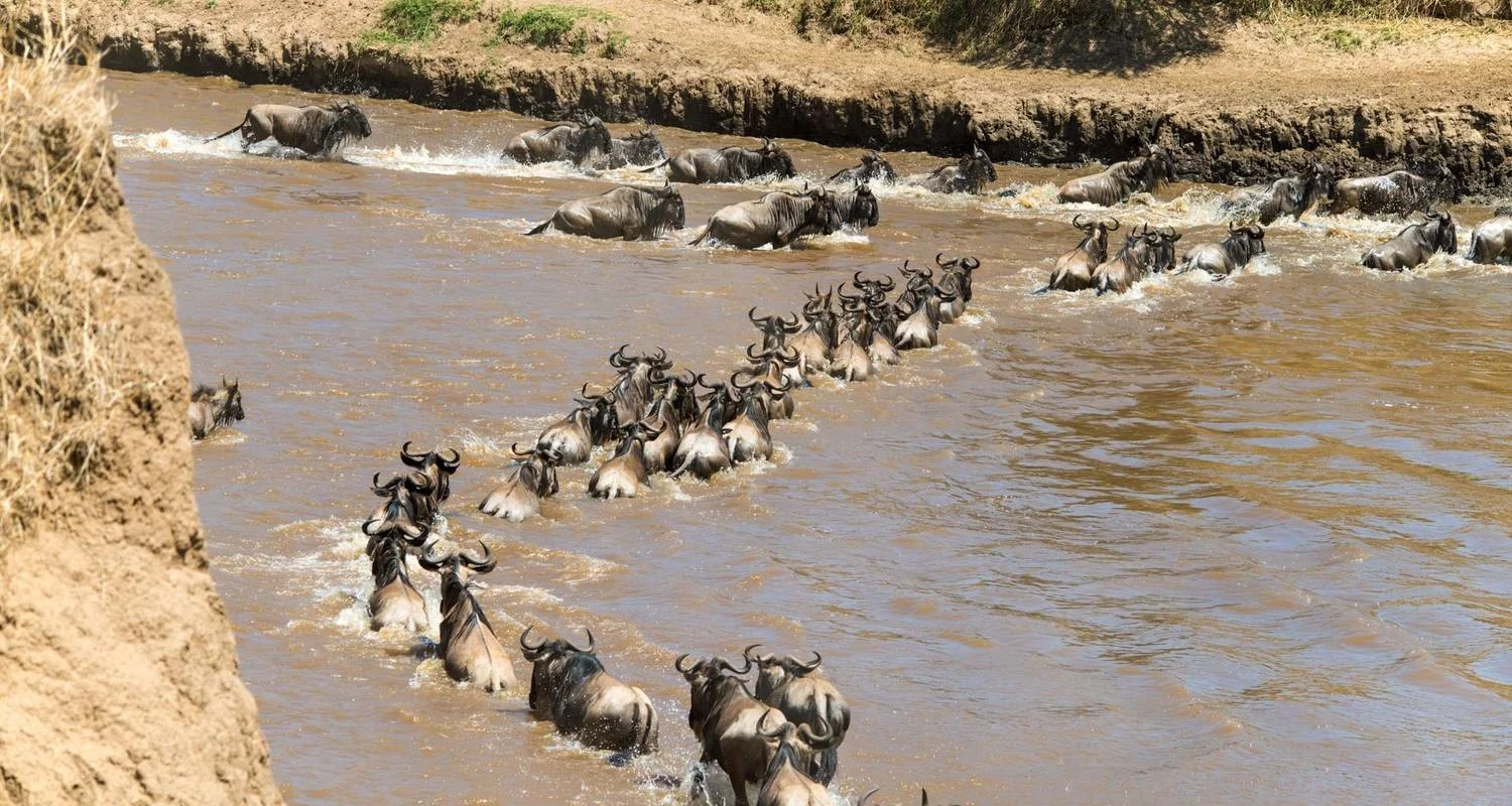 Explore Epic Kenya & Tanzania Fly-in Migration Safari for 6 days with Professional Safari Africa and discover unforgettable experiences - Photo 2
