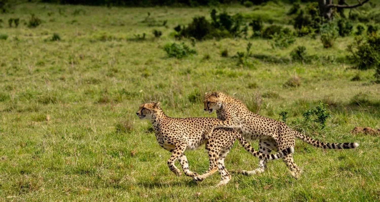 Explore Kenya & Tanzania Highlights - Comfort Safari for 13 days with Professional Safari Africa and discover unforgettable experiences - Photo 2