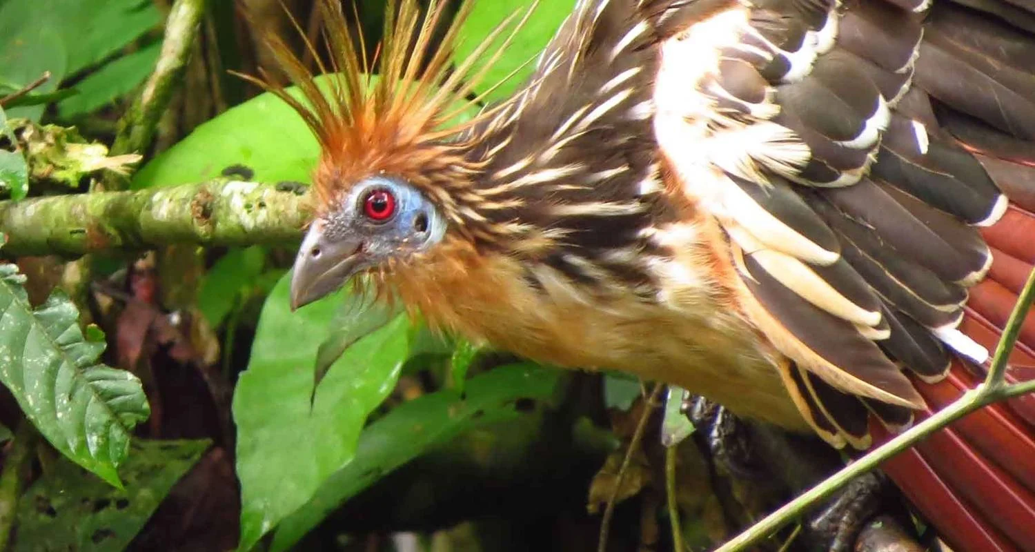 Explore 5-Day Tambopata Rainforest Amazon Natural Reserve Puerto Maldonado from Cusco for 5 days with QUECHUAS EXPEDITIONS PERU and discover unforgettable experiences - Photo 2