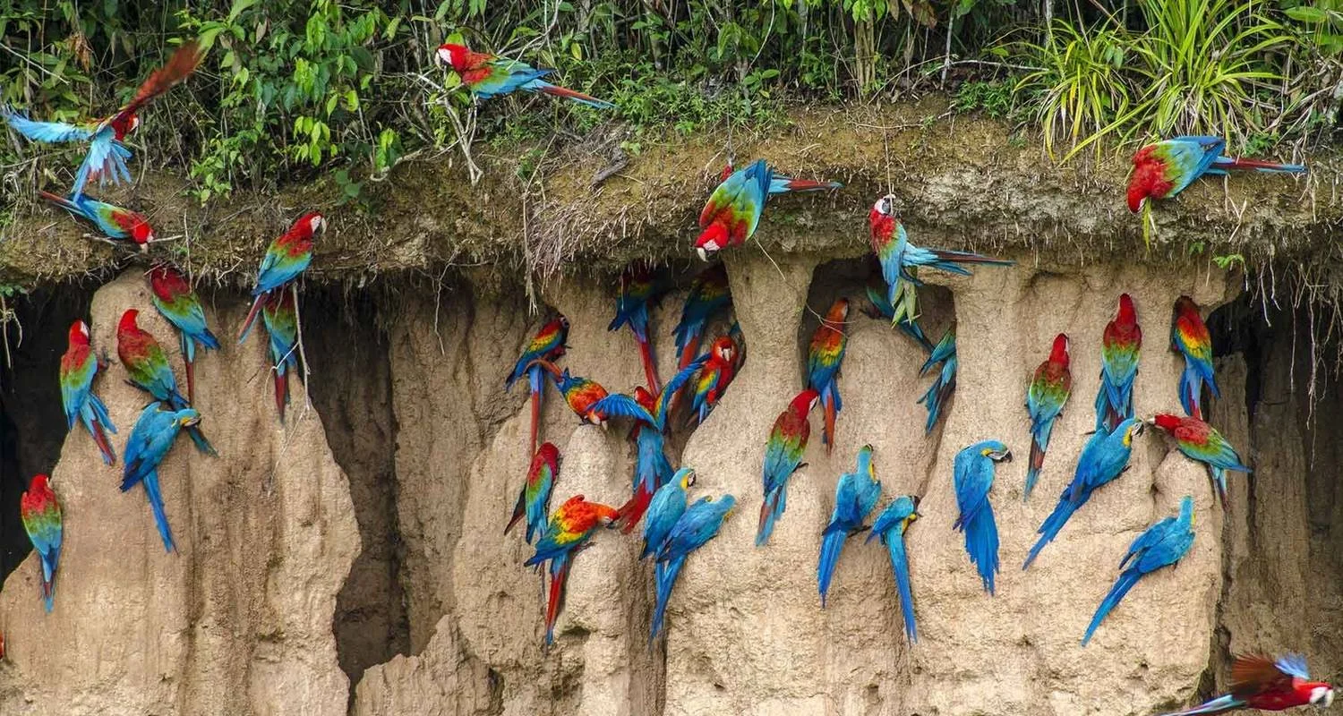 Explore 4-Day Tambopata Rainforest Amazon Natural Reserve Puerto Maldonado for 4 days with QUECHUAS EXPEDITIONS PERU and discover unforgettable experiences - Photo 2