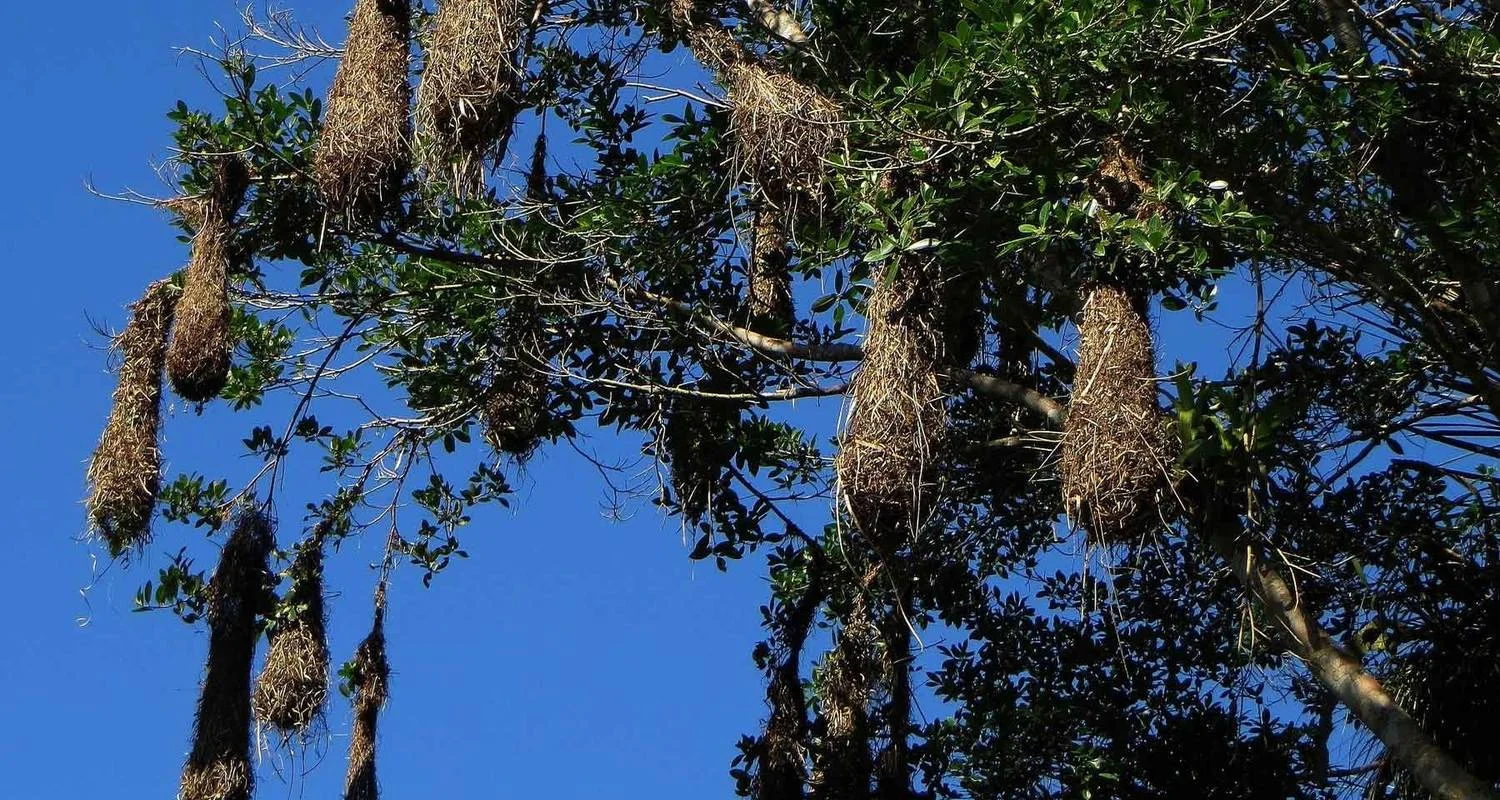 Explore 3-Day Tambopata Rainforest Amazon Natural Reserve Puerto Maldonado for 3 days with QUECHUAS EXPEDITIONS PERU and discover unforgettable experiences - Photo 2