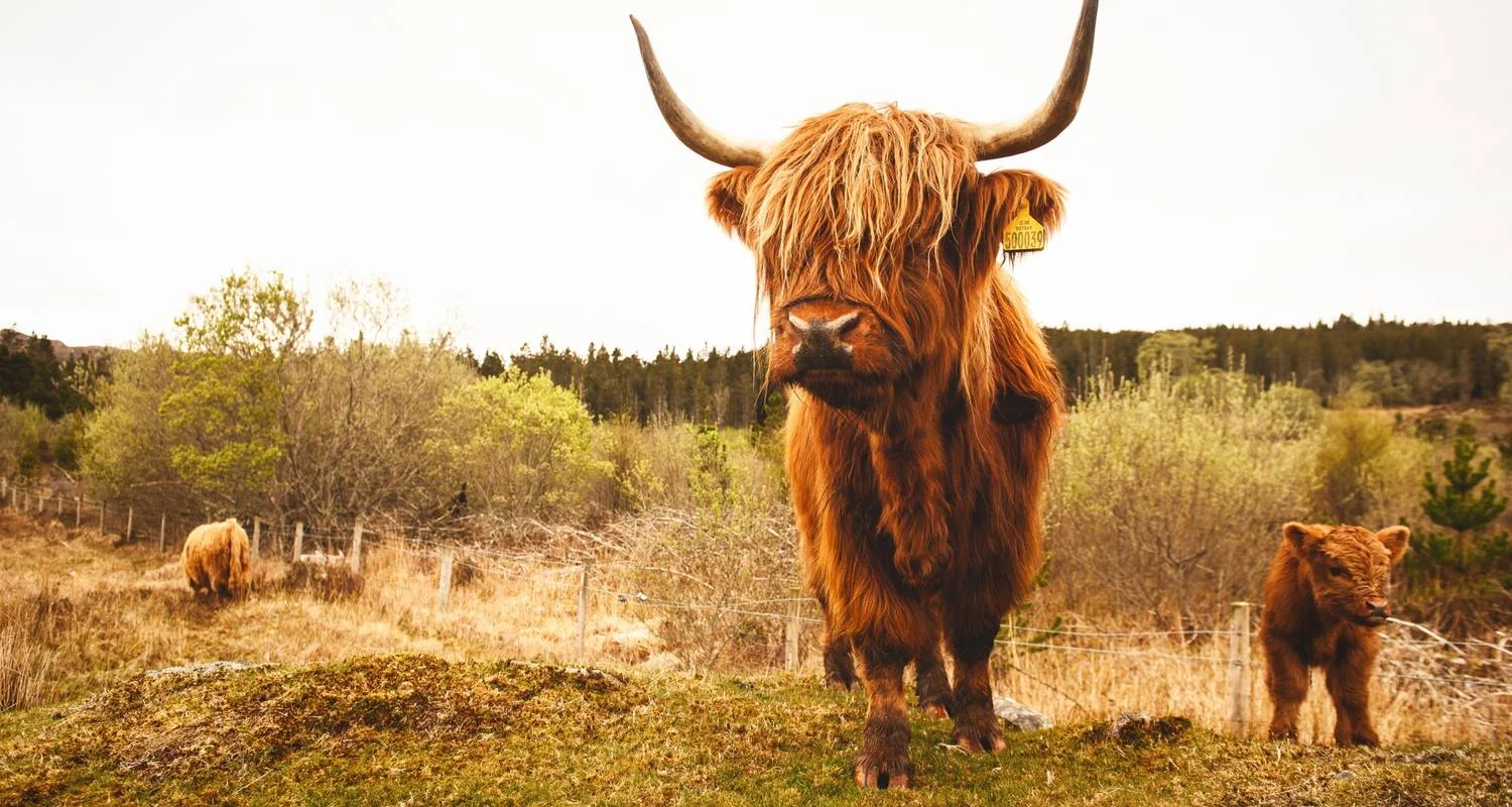 Explore 3-Day The North Coast 500 Small-Group Tour from Inverness for 3 days with Rabbie's Tours and discover unforgettable experiences - Photo 2