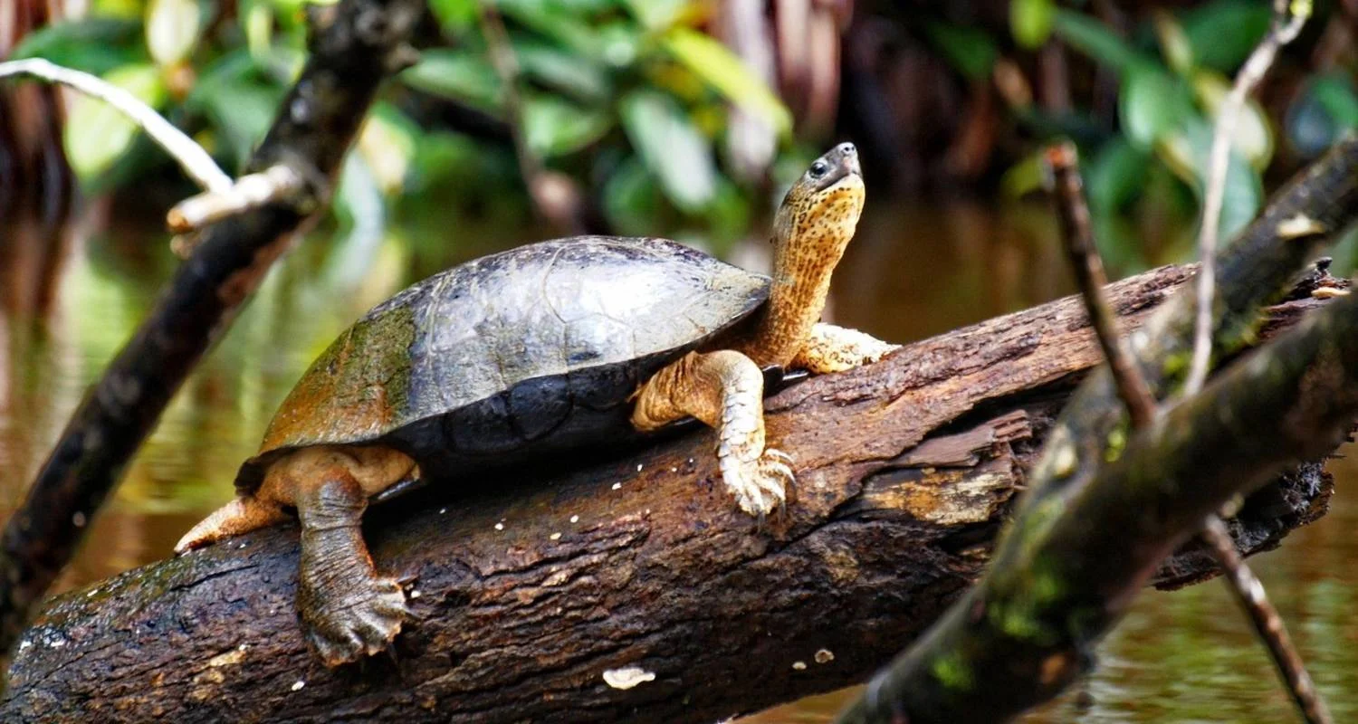 Explore EXPLORE TORTUGUERO – 3 DAYS OF PURE TROPICAL MAGIC for 3 days with Receptivo Aborigen Tours and discover unforgettable experiences - Photo 2