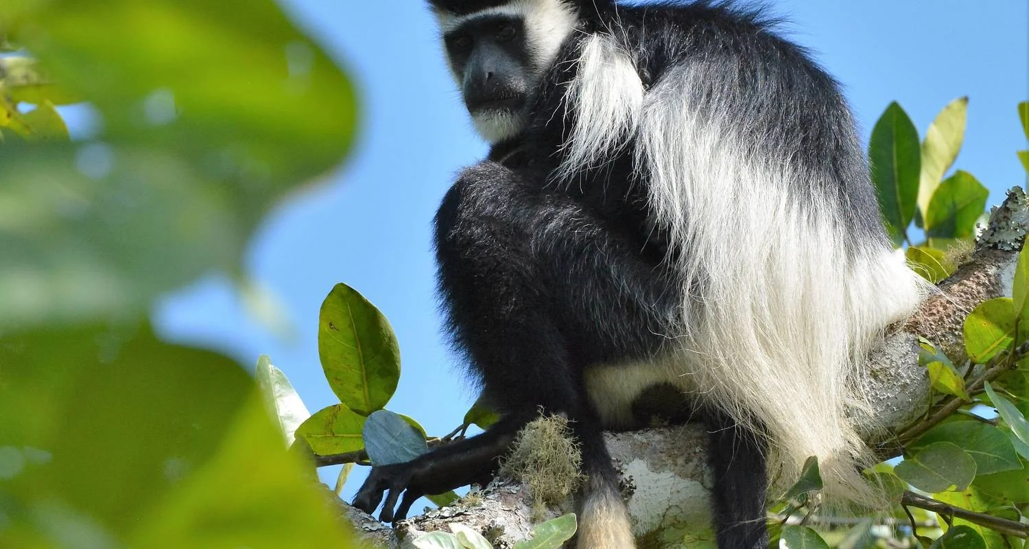 Explore Queen Elizabeth Wildlife Safari Uganda for 3 days with Responsible Gorilla Trips and discover unforgettable experiences - Photo 2