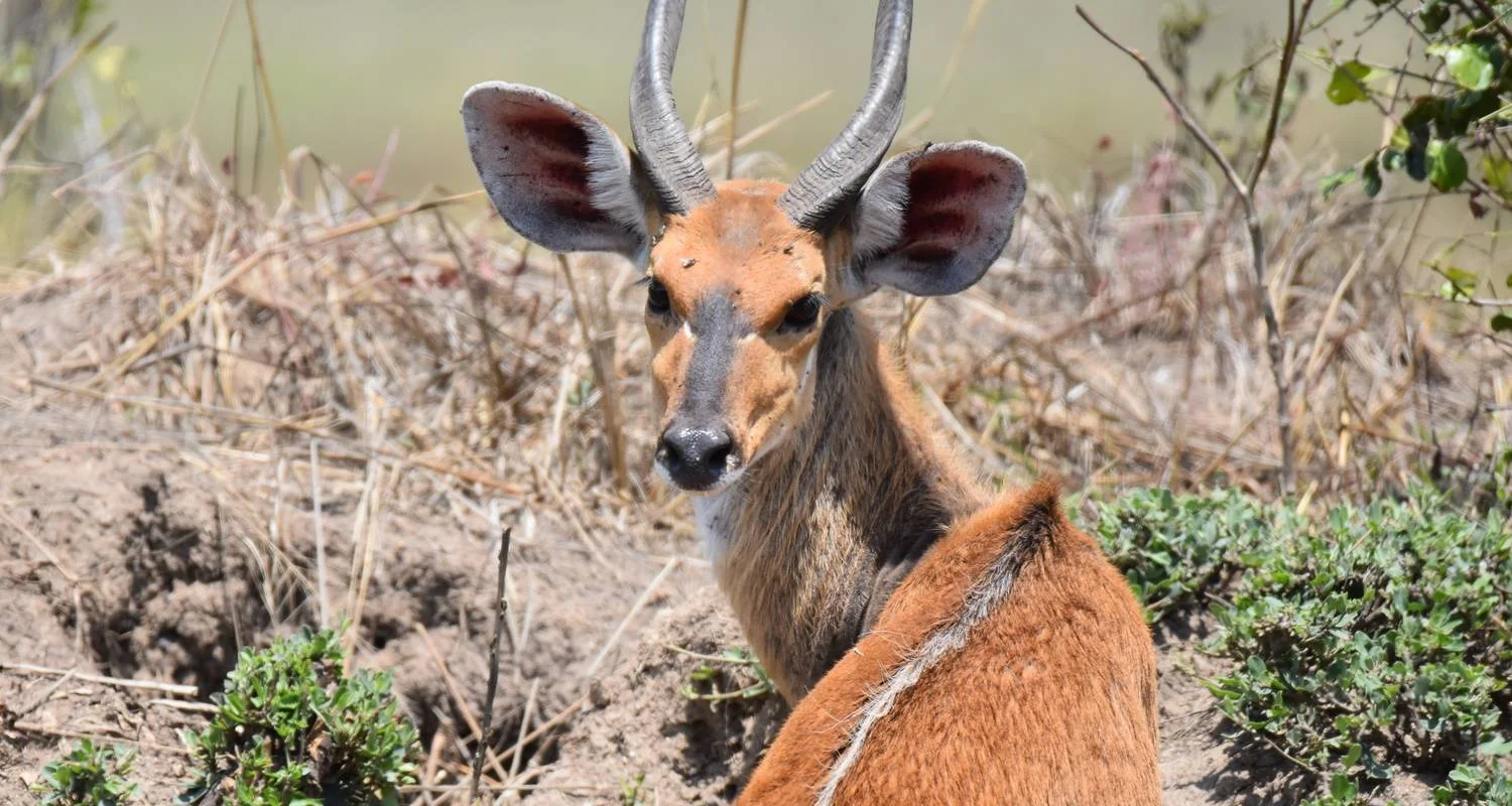 Explore Mountain Gorillas and Chimpanzee Safari Uganda for 5 days with Responsible Gorilla Trips and discover unforgettable experiences - Photo 2