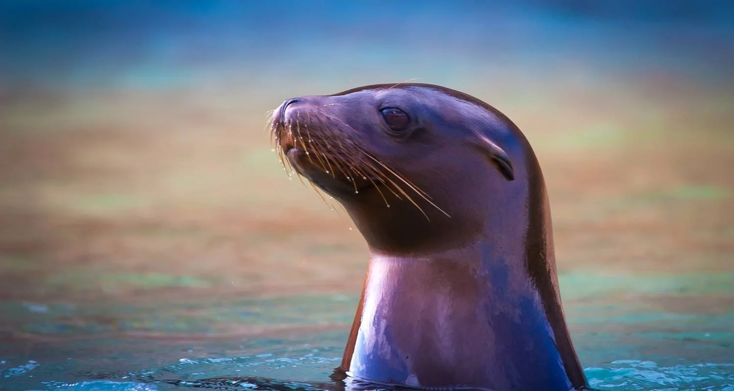 Explore 7 Days Galapagos Expedition: San Cristobal & Santa Cruz Island for 7 days with Responsible Travel South America and discover unforgettable experiences - Photo 2