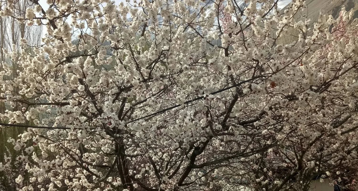 Explore 08 Days Overland Tour Hunza Gojal Valley Gilgit Pakistan for 8 days with Rock Valley Tours Pvt Ltd and discover unforgettable experiences - Photo 2