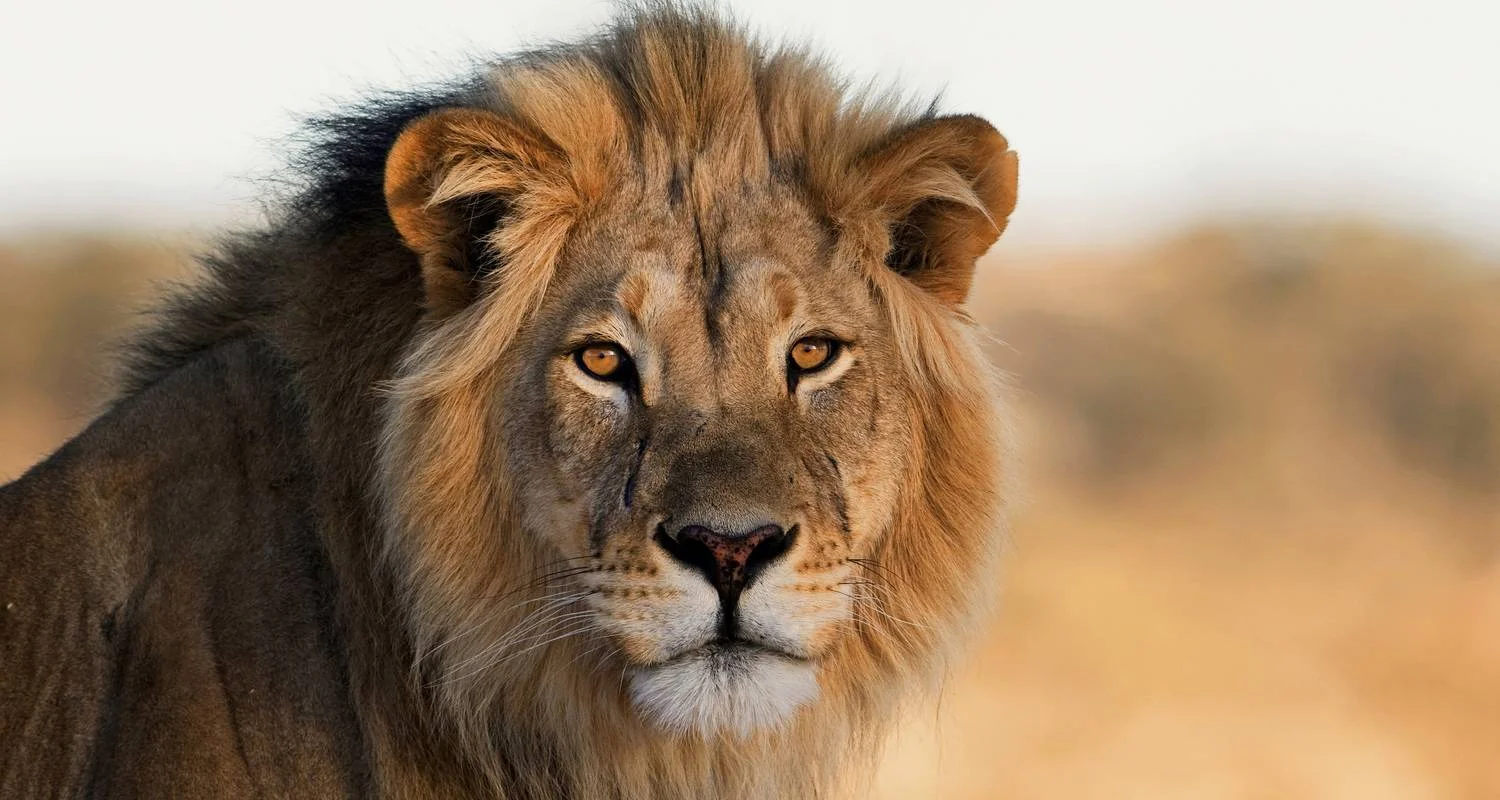 Explore The Big 5 in South Africa for 10 days with Wonderful Holidays UK and discover unforgettable experiences - Photo 2