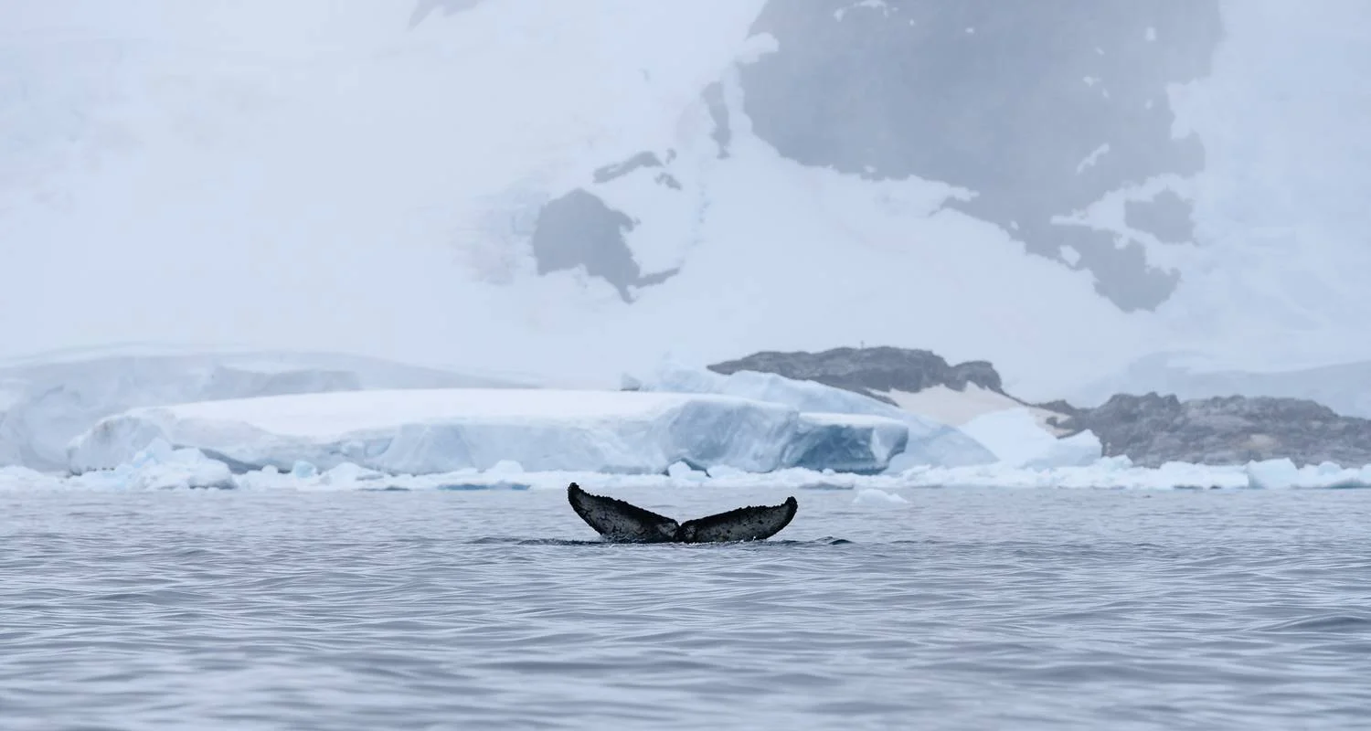 Explore South Shetland Islands and Antarctic Peninsula with Halal Dining Options for 10 days with Albatros Expeditions and discover unforgettable experiences - Photo 2