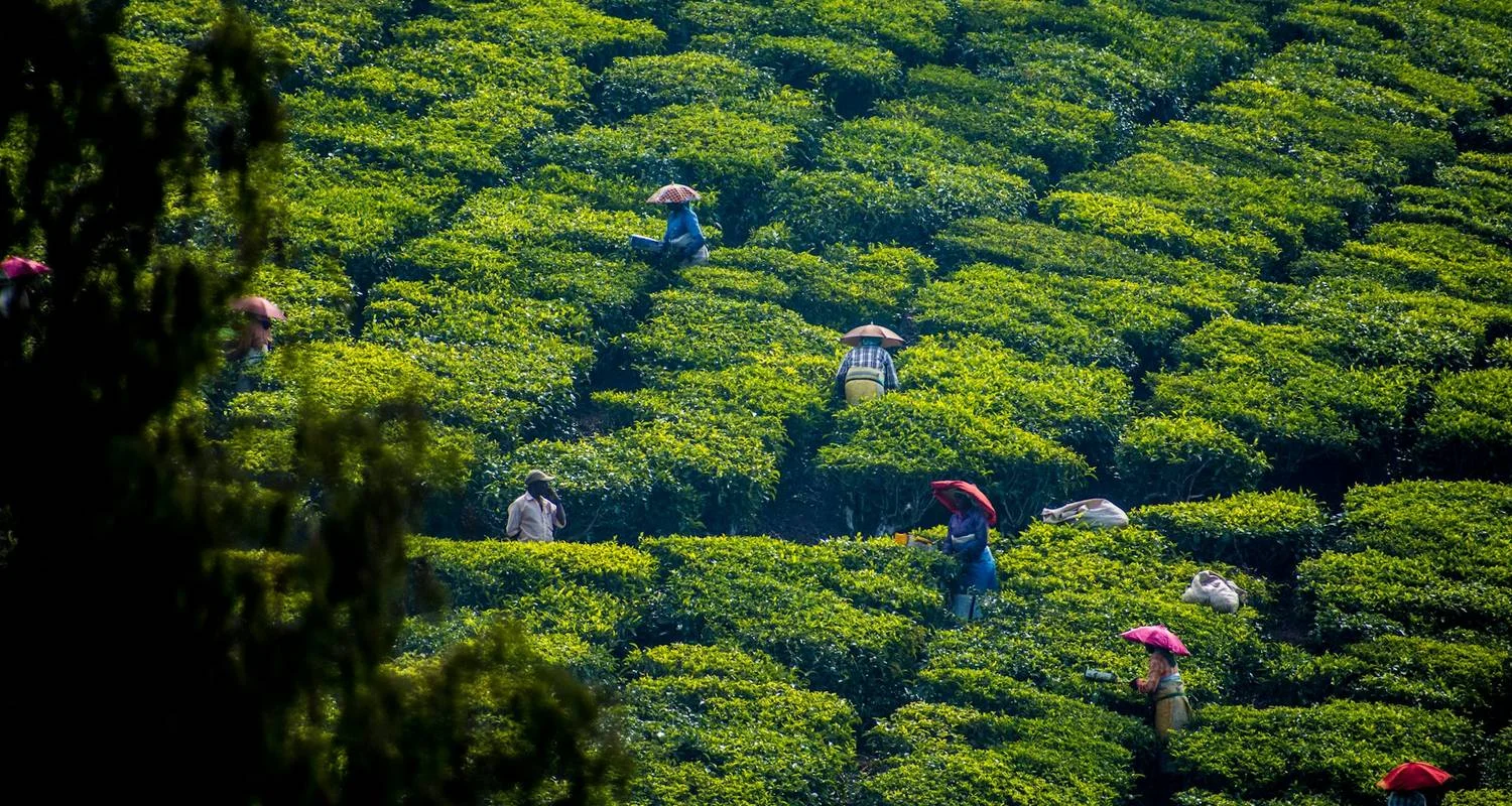 Explore Kerala Tour Package with Taj Mahal for 9 days with Alkof Holidays and discover unforgettable experiences - Photo 2