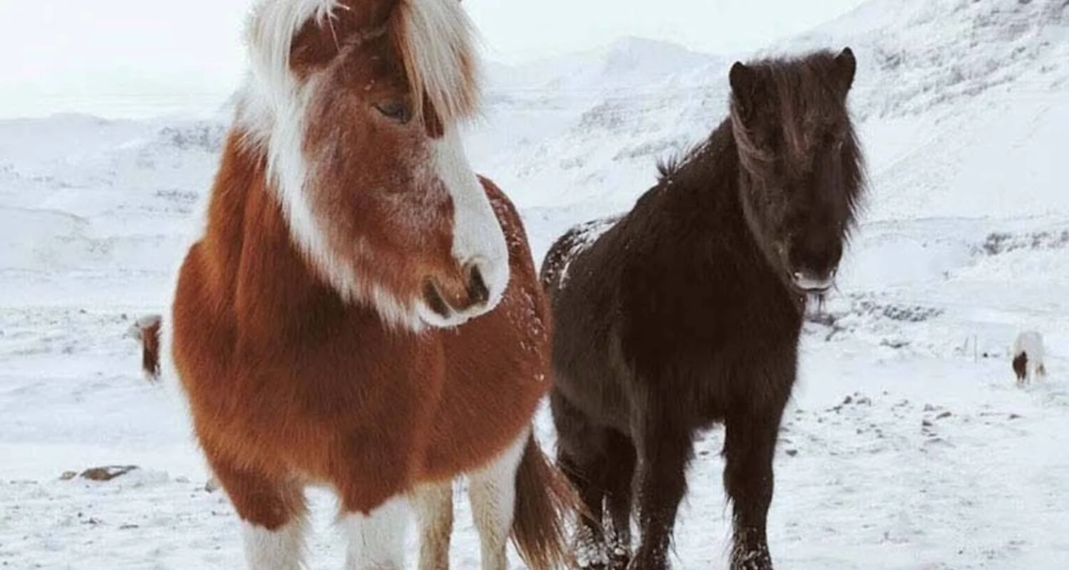 Explore 4 Day - Northern Lights, Snæfellsnes & Glacier Lagoon for 4 days with Arctic Adventures and discover unforgettable experiences - Photo 2