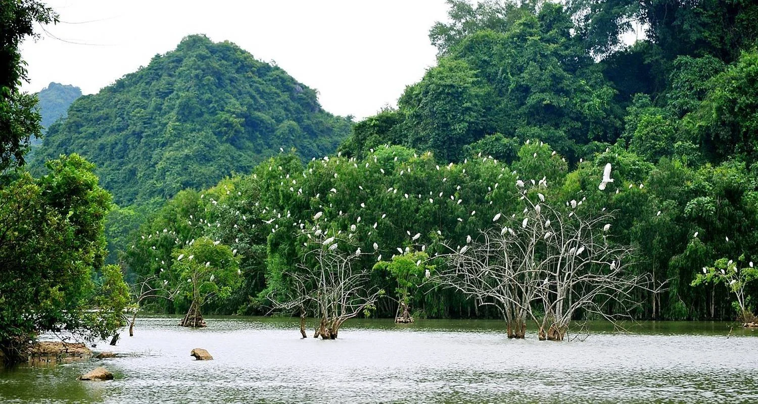 Explore Ninh Binh 2 days by Limousine- Hoa Lu, Tam Coc, Bich Dong, Thung Nham Bird Valley for 2 days with Asia Pacific Travel and discover unforgettable experiences - Photo 2