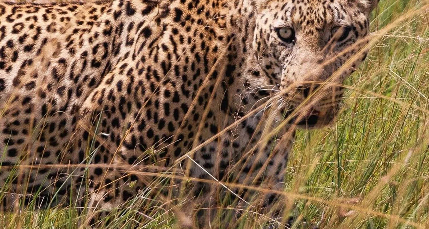 Explore 5 DAYS MASAI MARA ,LAKE NAKURU & HELL'S GATE BUDGET SAFARI for 5 days with Bencia Africa Adventure and Safaris and discover unforgettable experiences - Photo 2