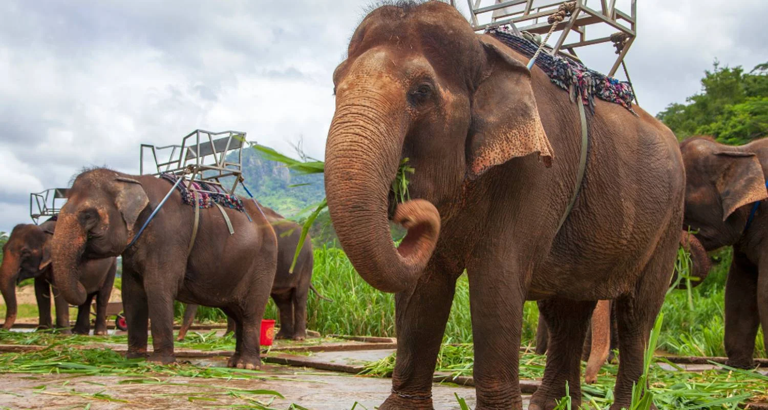 Explore Bangkok with Phuket - Island Paradise for 5 days with Culture Holidays Private Limited and discover unforgettable experiences - Photo 2