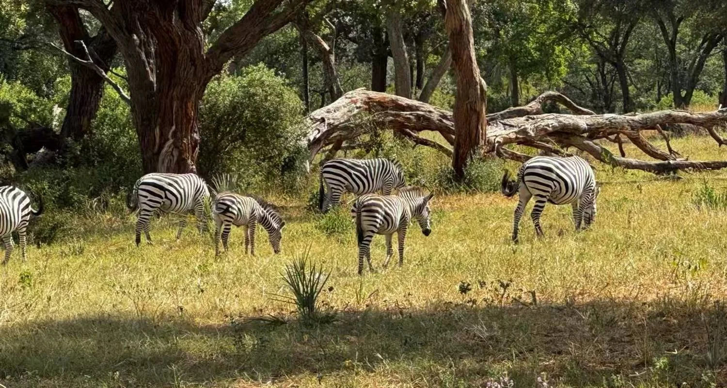 Explore 【South Africa, Zambia, and Zimbabwe】10-Day Tour Package with Pilanesberg National Park & Victoria Falls for 10 days with Delightful Travel and discover unforgettable experiences - Photo 2