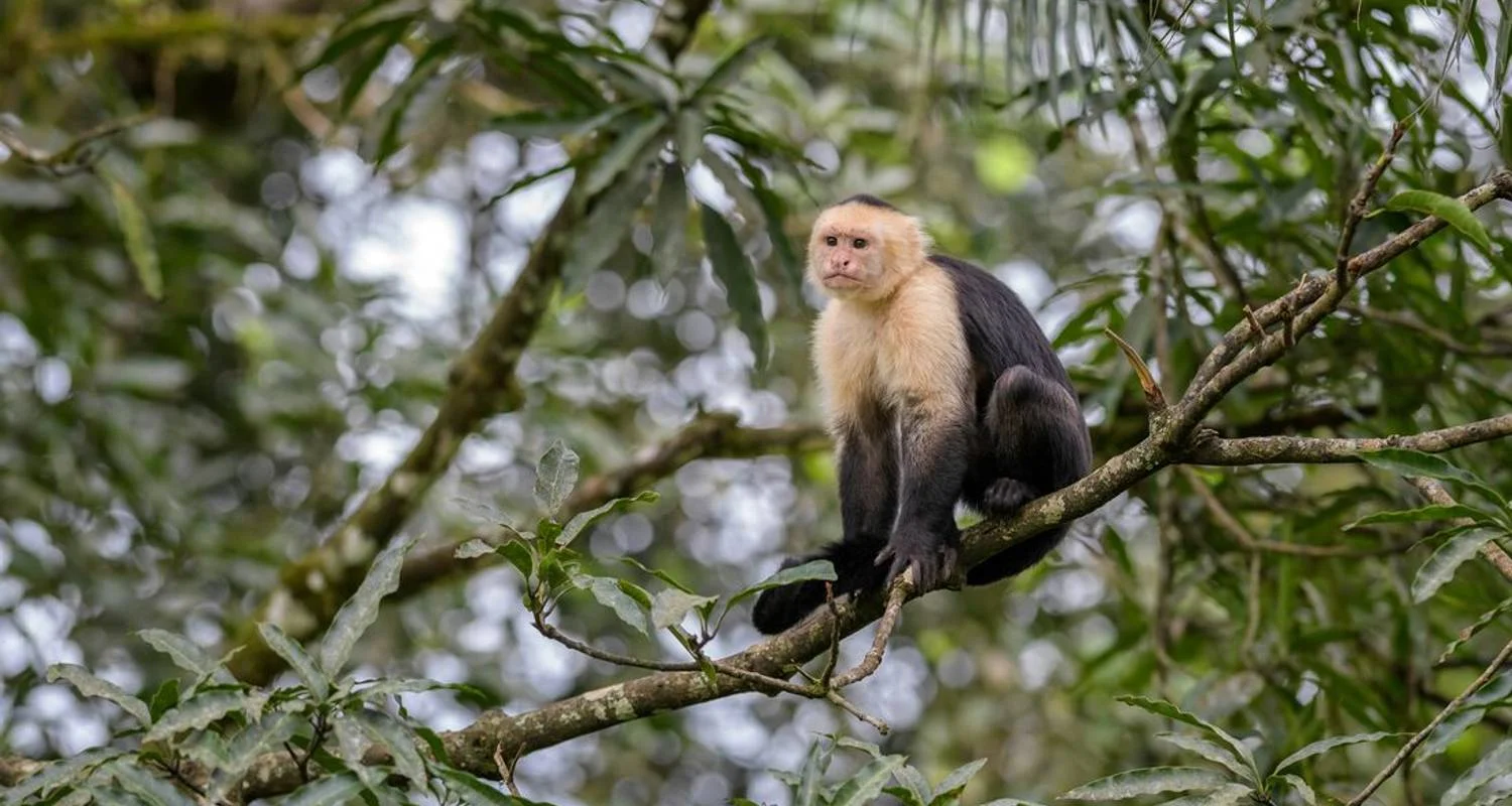 Explore Classic Costa Rica for 15 days with Intrepid Travel and discover unforgettable experiences - Photo 2