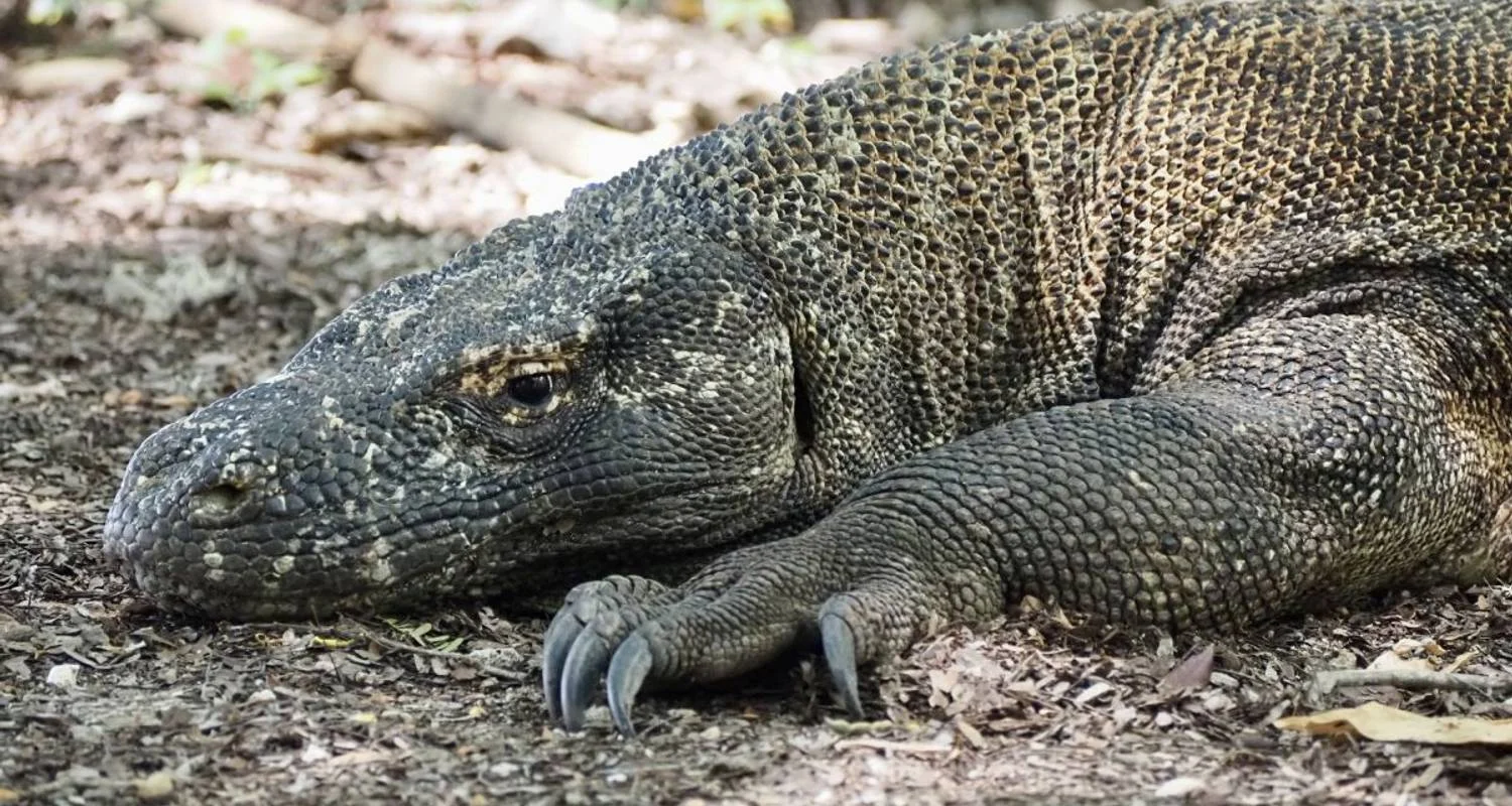 Explore On safari with kangaroos and dragons for 24 days with DIAMIR Erlebnisreisen and discover unforgettable experiences - Photo 2