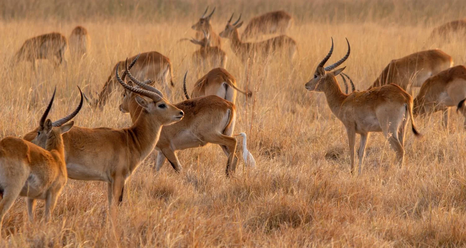 Explore Kafue National Park Safari 3 Days/2 Nights for 3 days with Across Africa Tours & Travel and discover unforgettable experiences - Photo 2